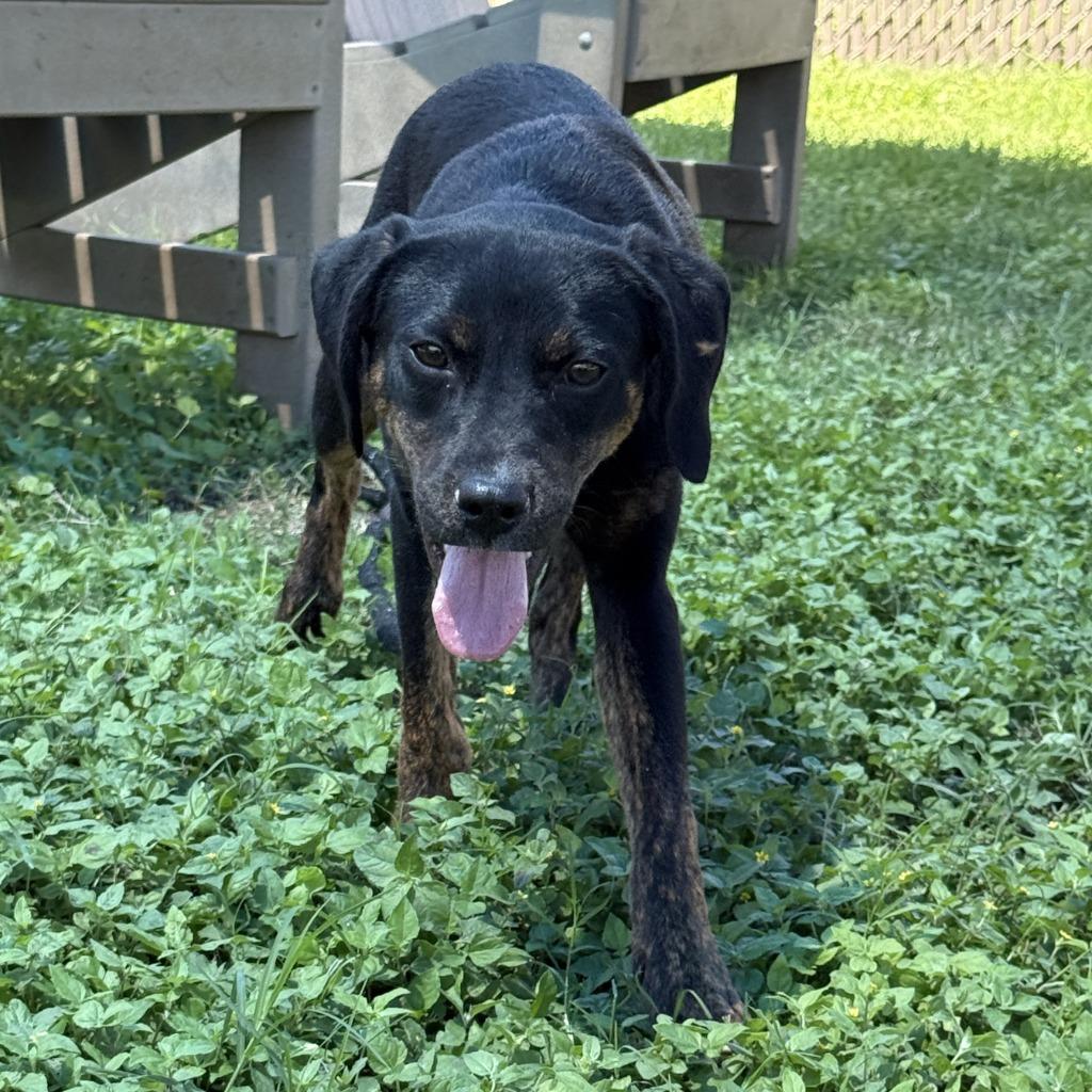 Winifred, a Adoptable mixed breed in Brenham, TX image 5/6