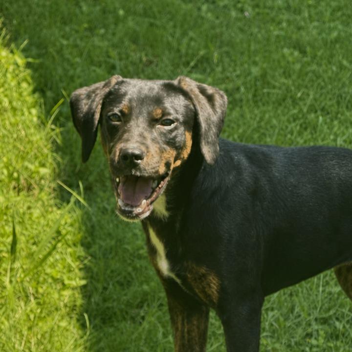 Winifred, a Adoptable mixed breed in Brenham, TX image 6/6