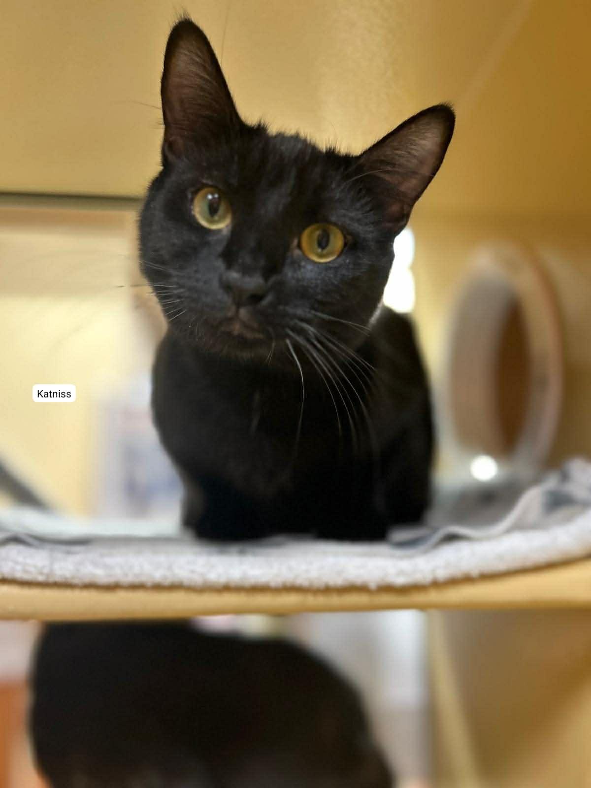 Enlarge Katniss, an adoptable Domestic Short Hair in BURNABY, BC image 1/1