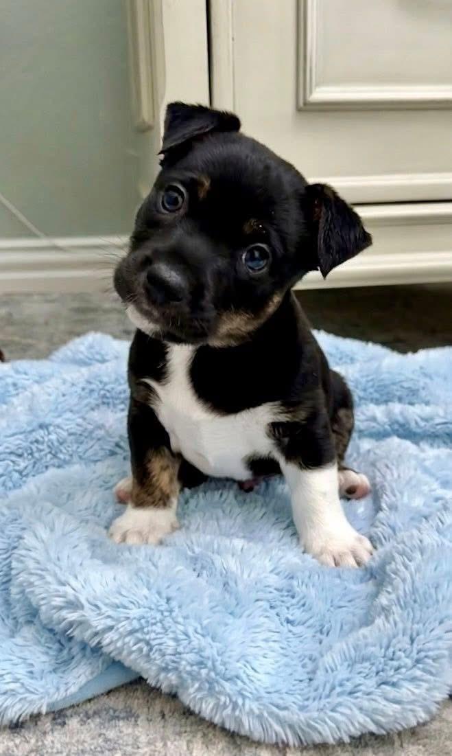 Alvin, adopted, Puppy Male Chihuahua & Dachshund.