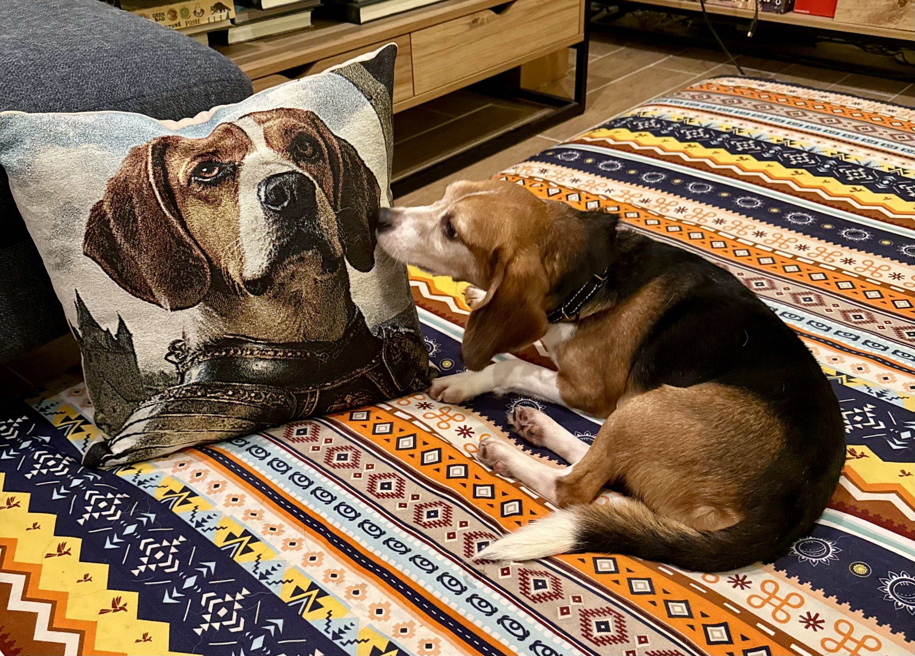 Enlarge PARKER, a Adopted Beagle in South Plainfield, NJ image 4/5