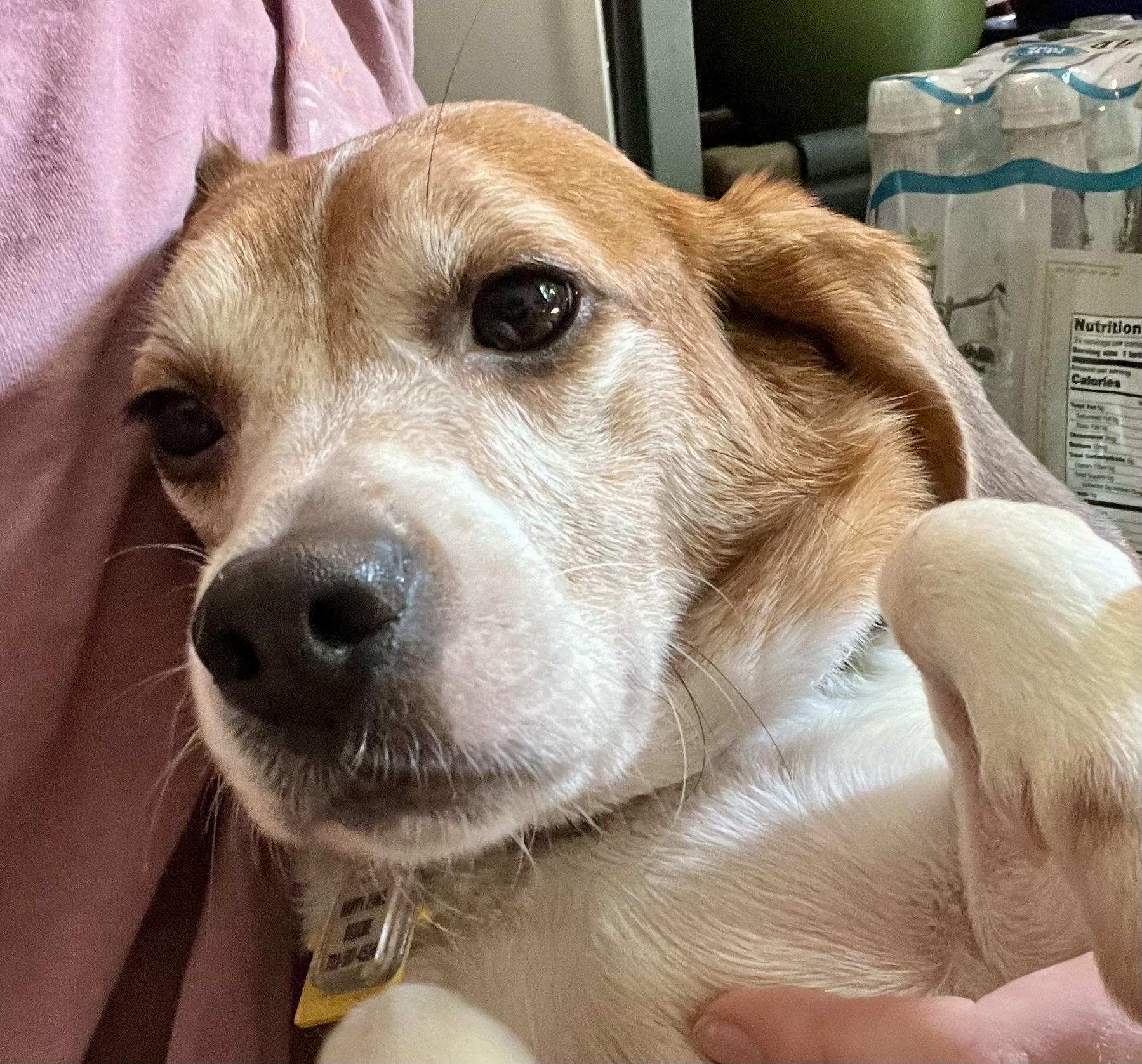 Enlarge PARKER, a Adopted Beagle in South Plainfield, NJ image 2/5