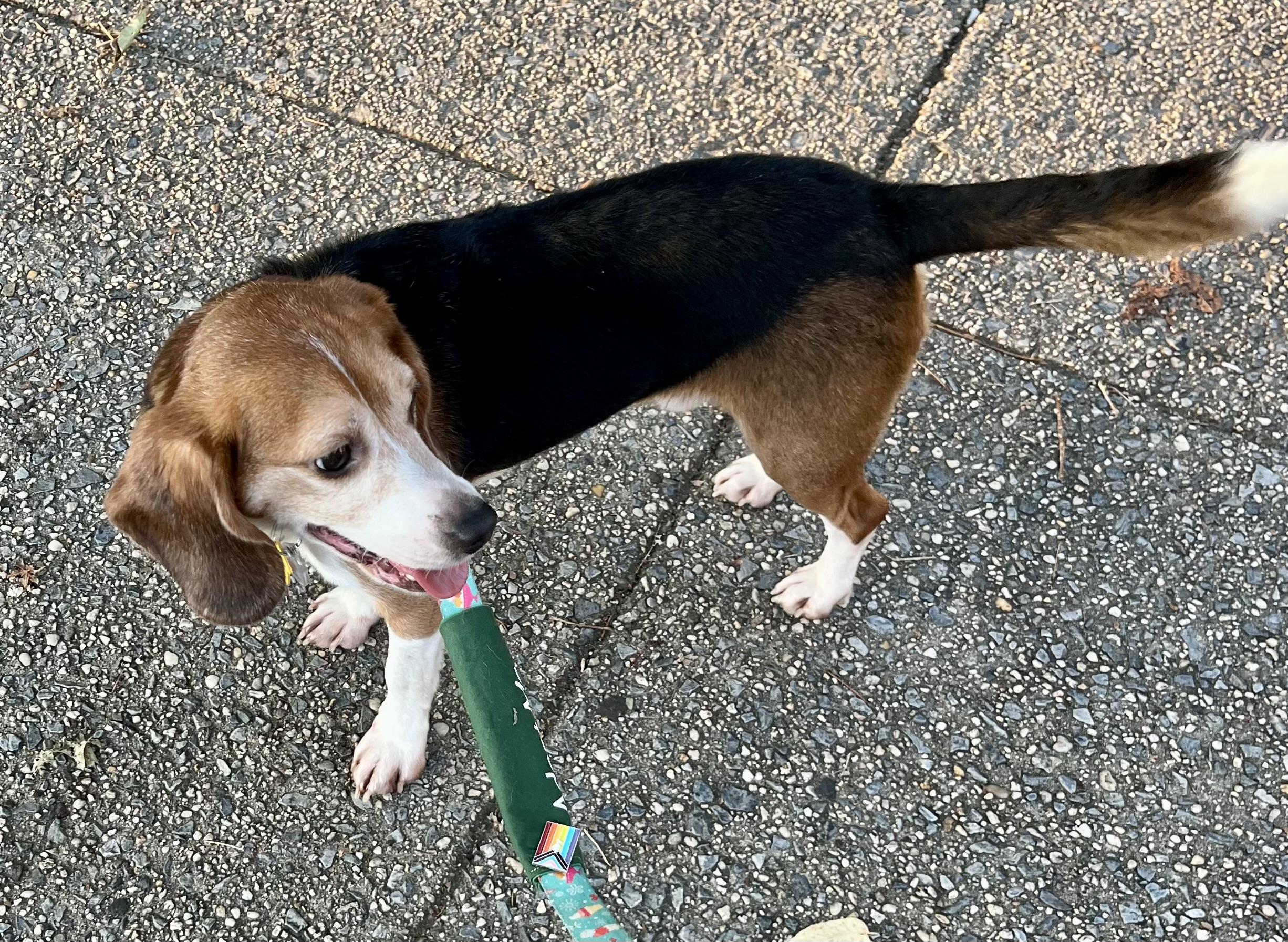 Enlarge PARKER, a Adopted Beagle in South Plainfield, NJ image 3/5