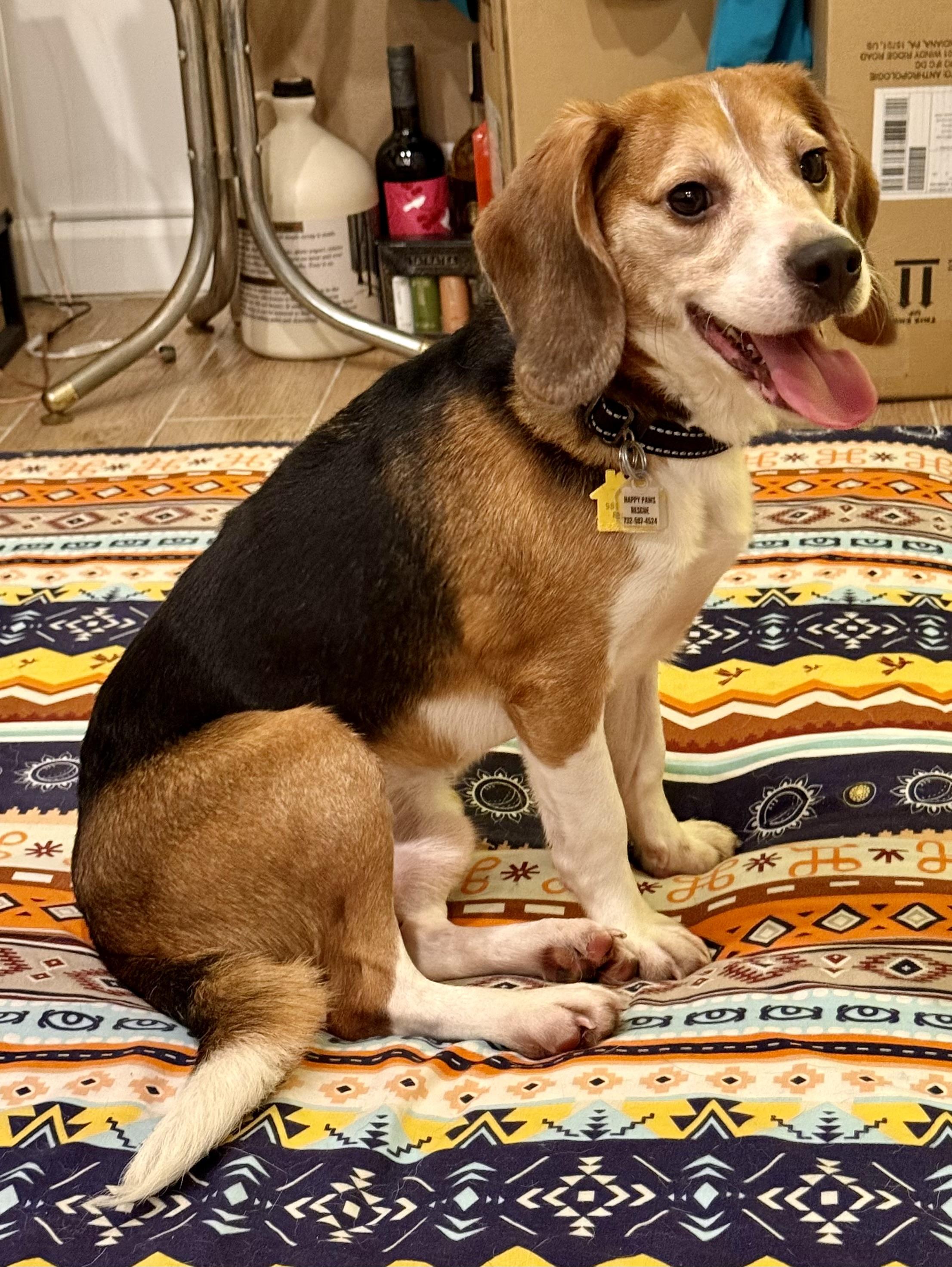 Enlarge PARKER, a Adopted Beagle in South Plainfield, NJ image 1/5