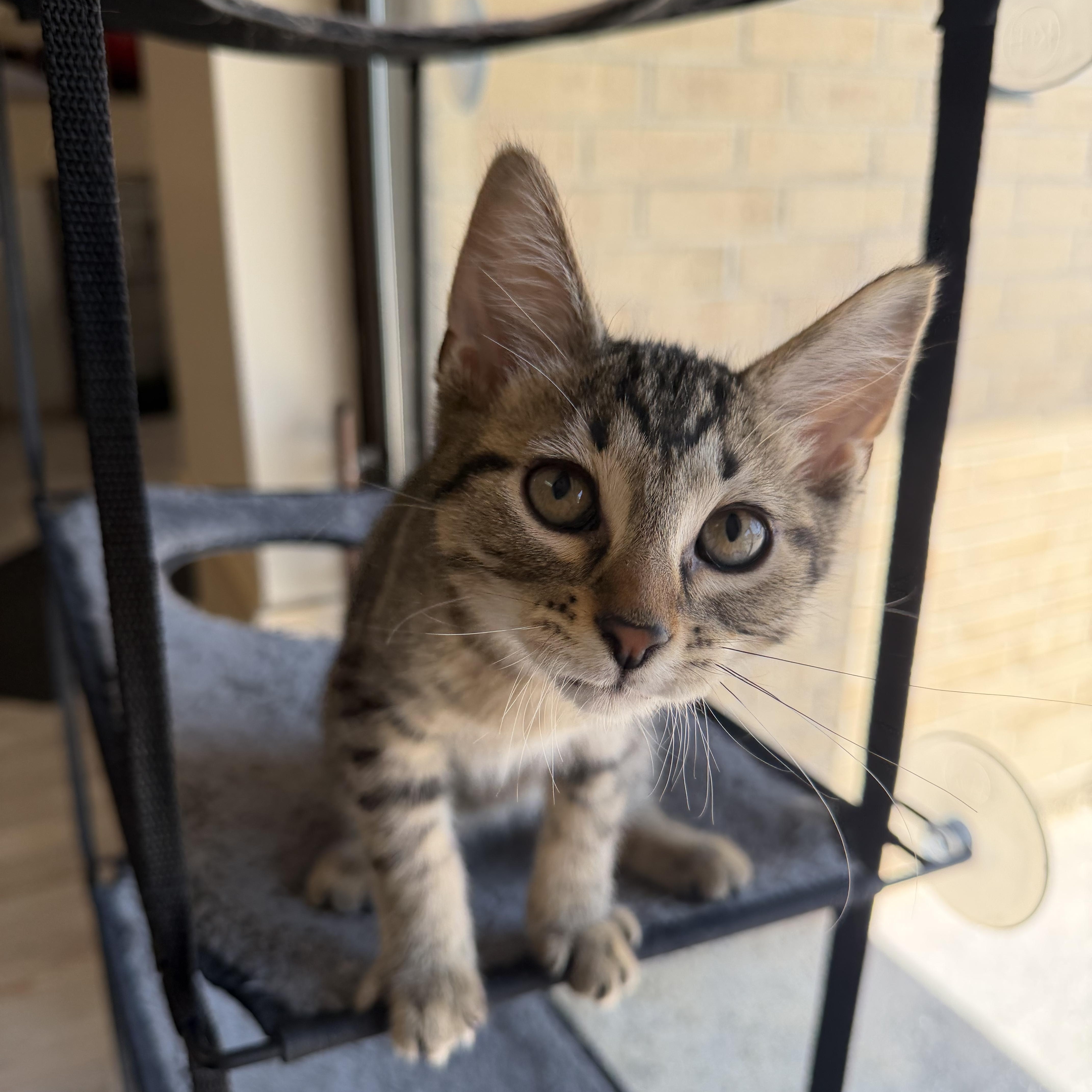Enlarge George, a ADOPTABLE Domestic Short Hair in Madison, WI image 3/4