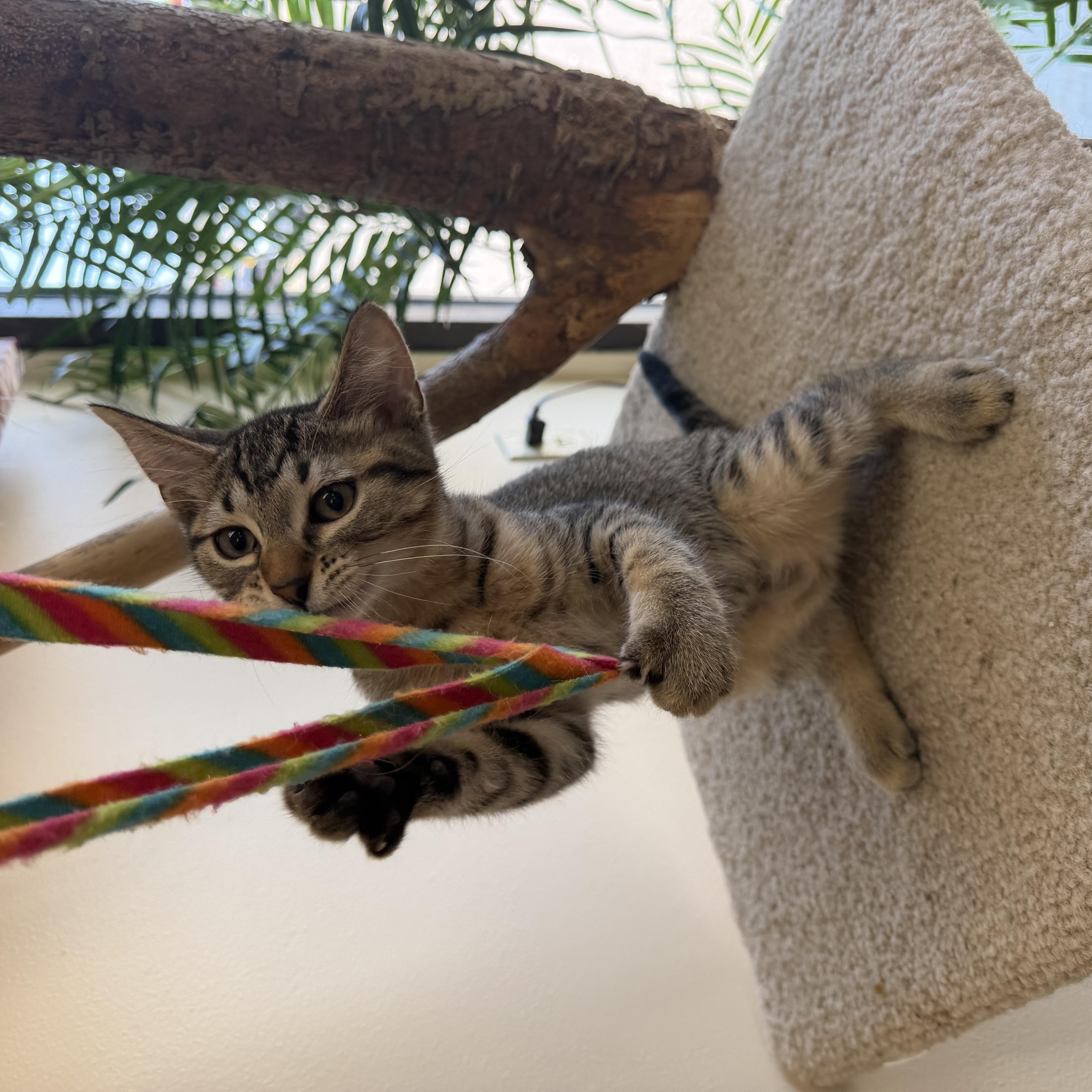 Enlarge George, a ADOPTABLE Domestic Short Hair in Madison, WI image 2/4