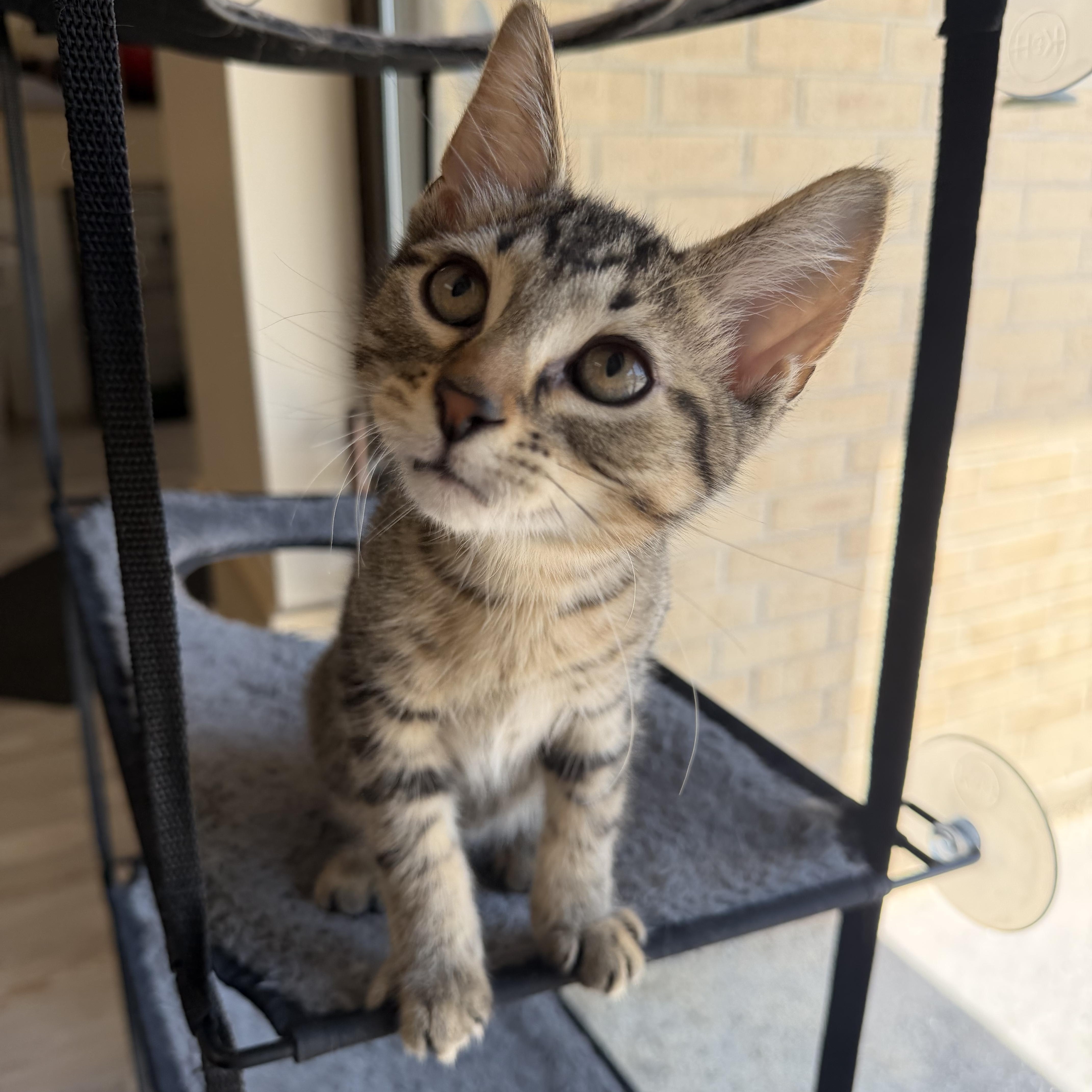 Enlarge George, a ADOPTABLE Domestic Short Hair in Madison, WI image 4/4