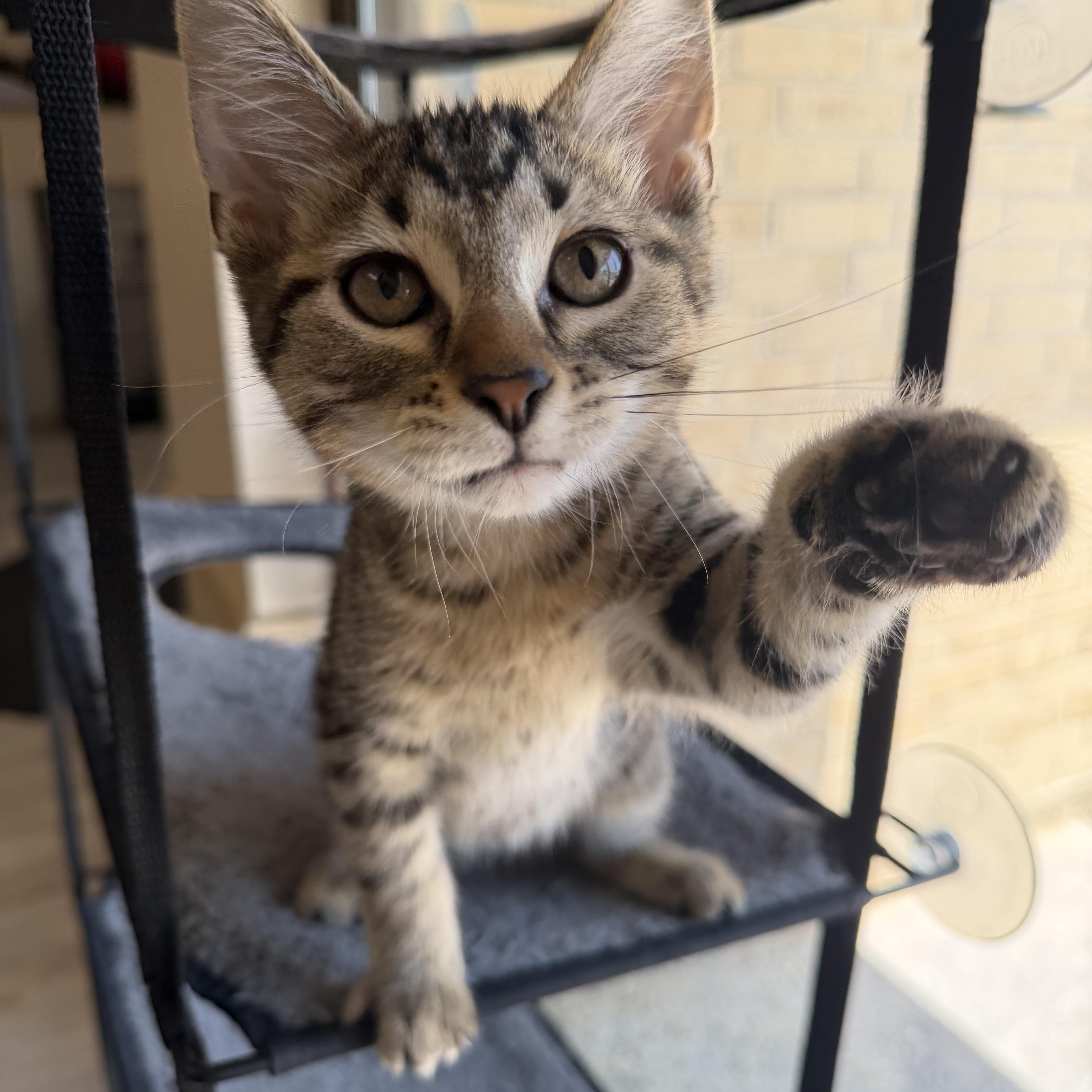 Enlarge George, a ADOPTABLE Domestic Short Hair in Madison, WI image 1/4
