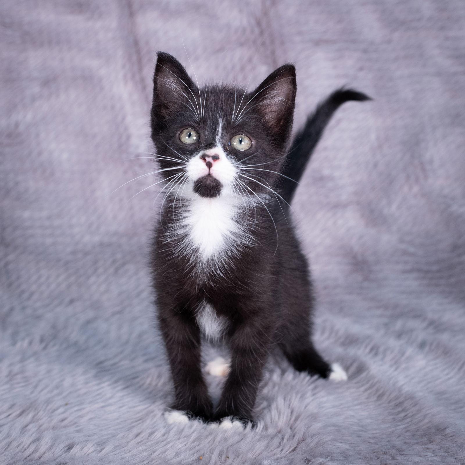 Blue on Black - Andrea foster, a Adoptable Domestic Short Hair in Social Circle, GA image 1/3
