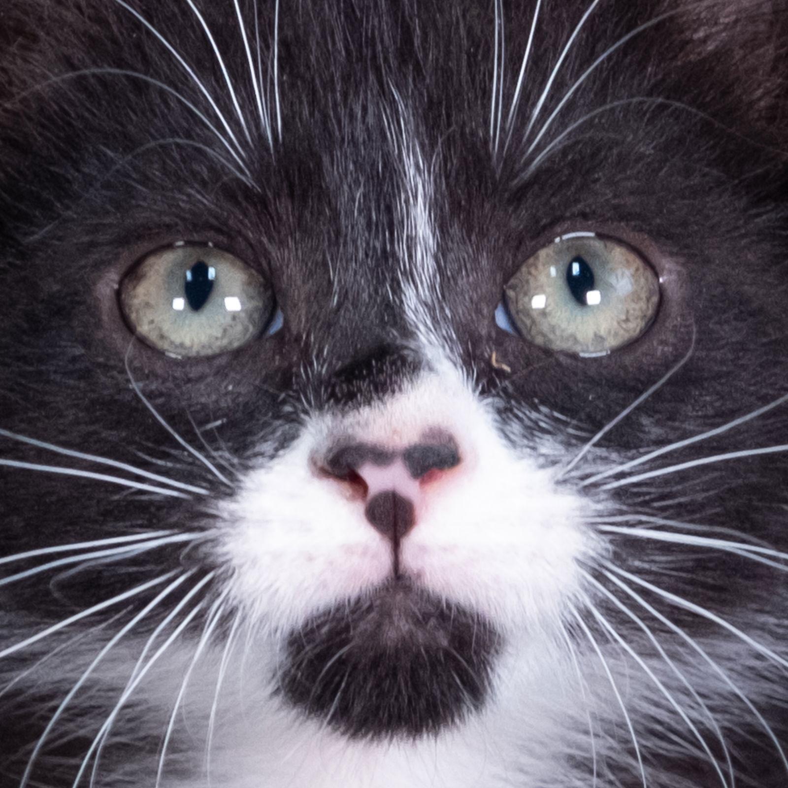 Blue on Black - Andrea foster, a Adoptable Domestic Short Hair in Social Circle, GA image 2/3