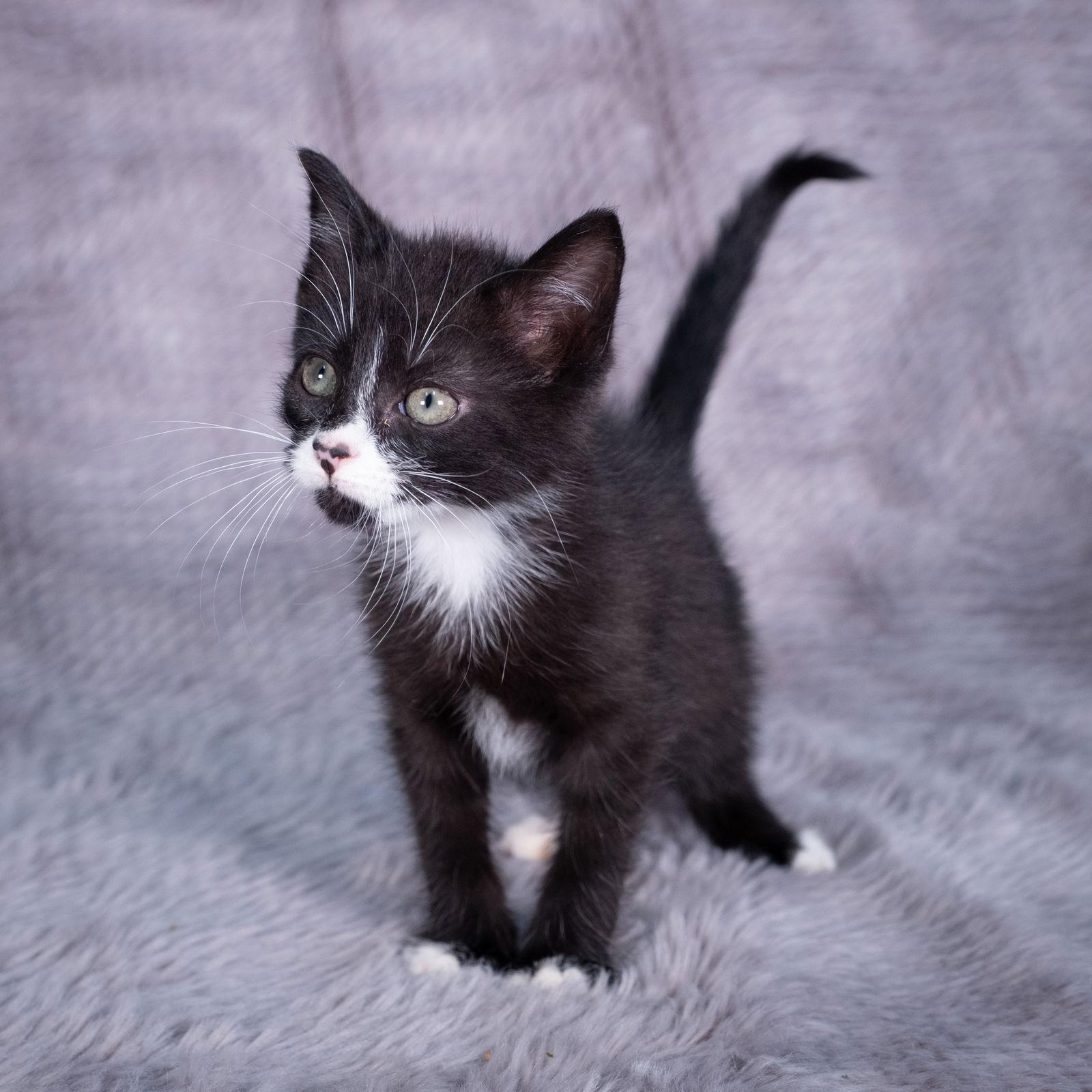Blue on Black - Andrea foster, a Adoptable Domestic Short Hair in Social Circle, GA image 3/3