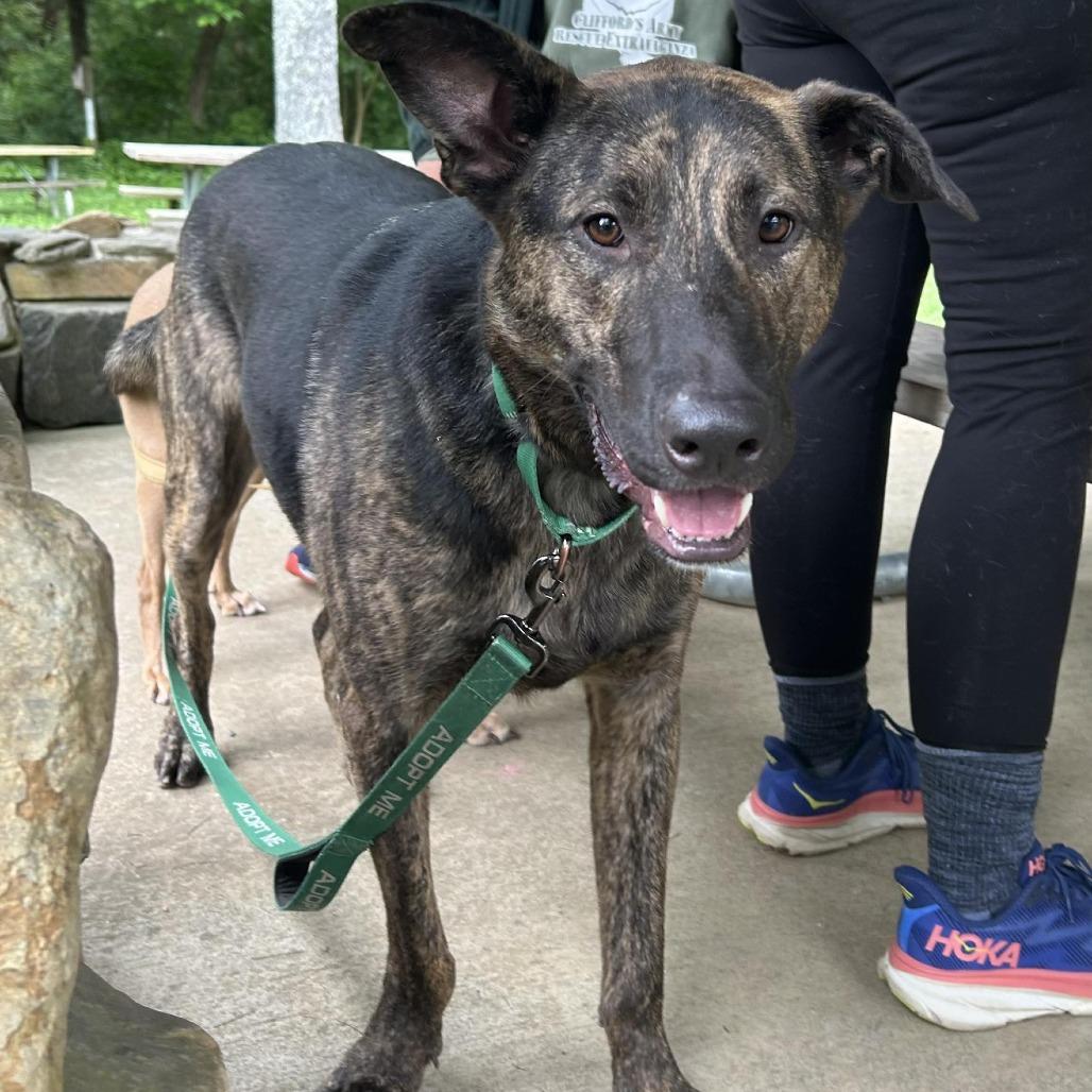 Crow, a Adoptable mixed breed in Shelby, NC image 1/4