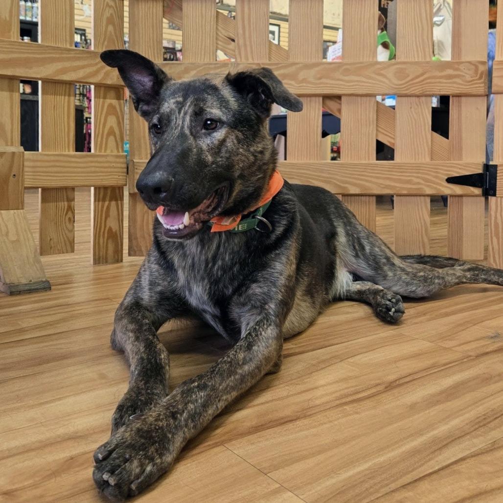 Crow, a Adoptable mixed breed in Shelby, NC image 2/4