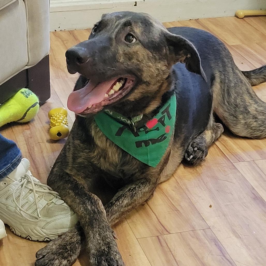 Crow, a Adoptable mixed breed in Shelby, NC image 3/4