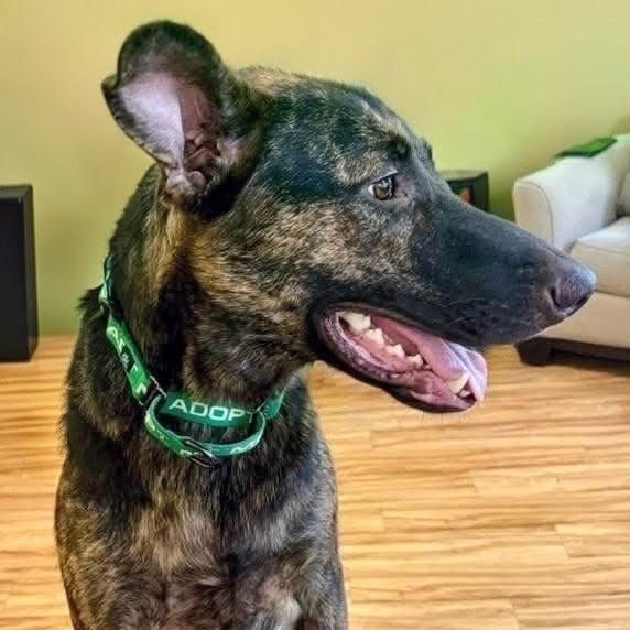 Crow, a Adoptable mixed breed in Shelby, NC image 4/4