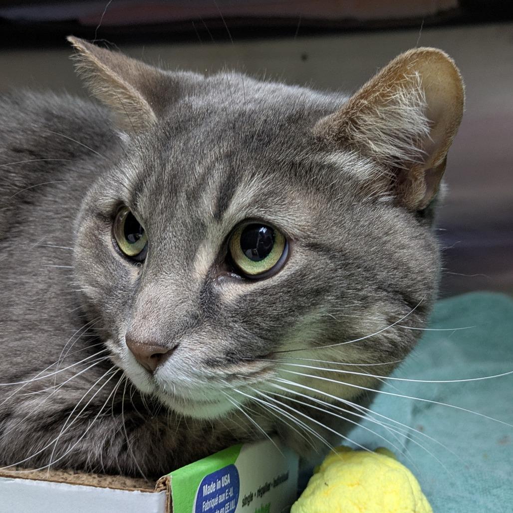 Kiki, a Adoptable Domestic Short Hair in South Burlington, VT image 1/3