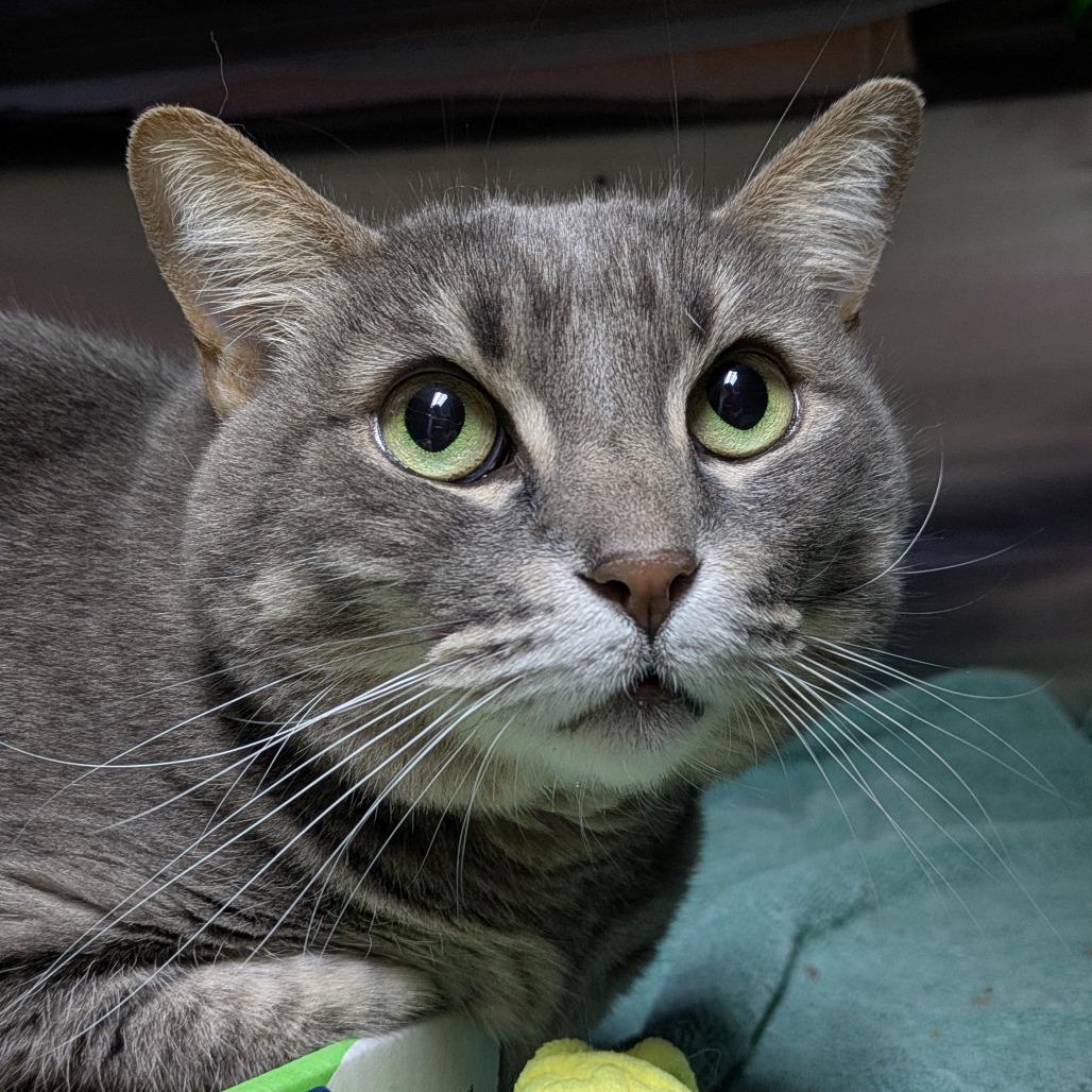 Kiki, a Adoptable Domestic Short Hair in South Burlington, VT image 2/3