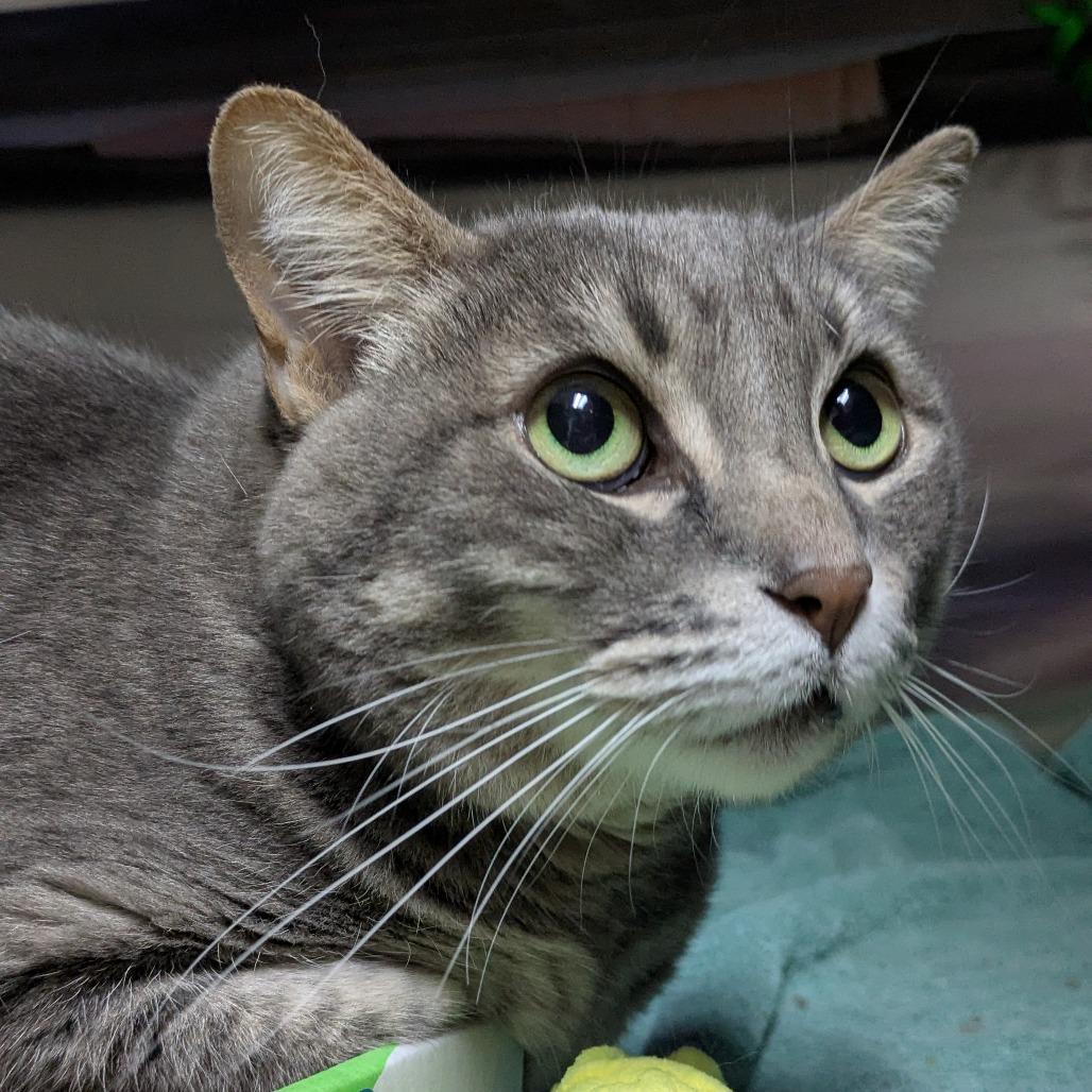 Kiki, a Adoptable Domestic Short Hair in South Burlington, VT image 3/3