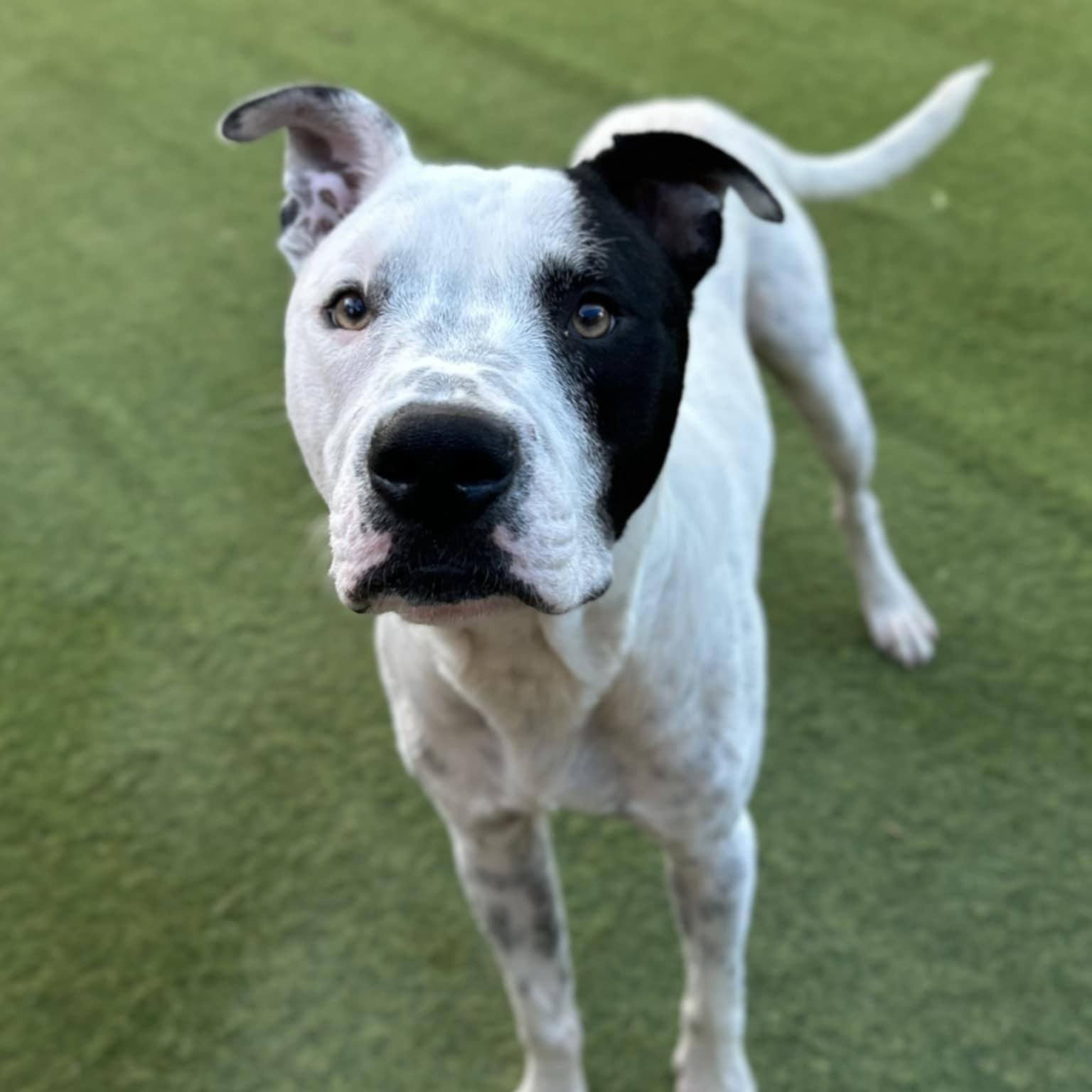 Buddy, a Adoptable mixed breed in Williston, VT image 5/6