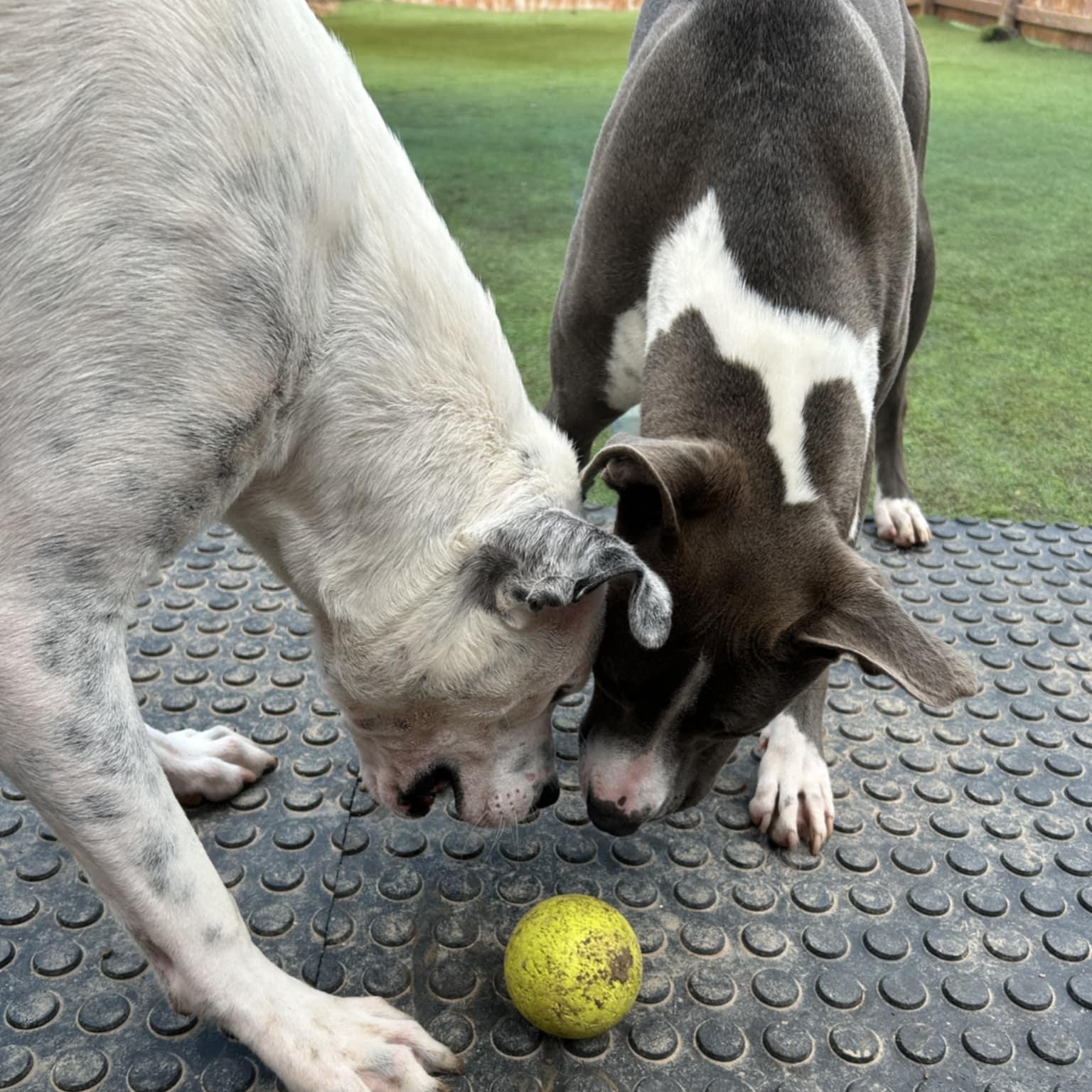 Buddy, a Adoptable mixed breed in Williston, VT image 6/6
