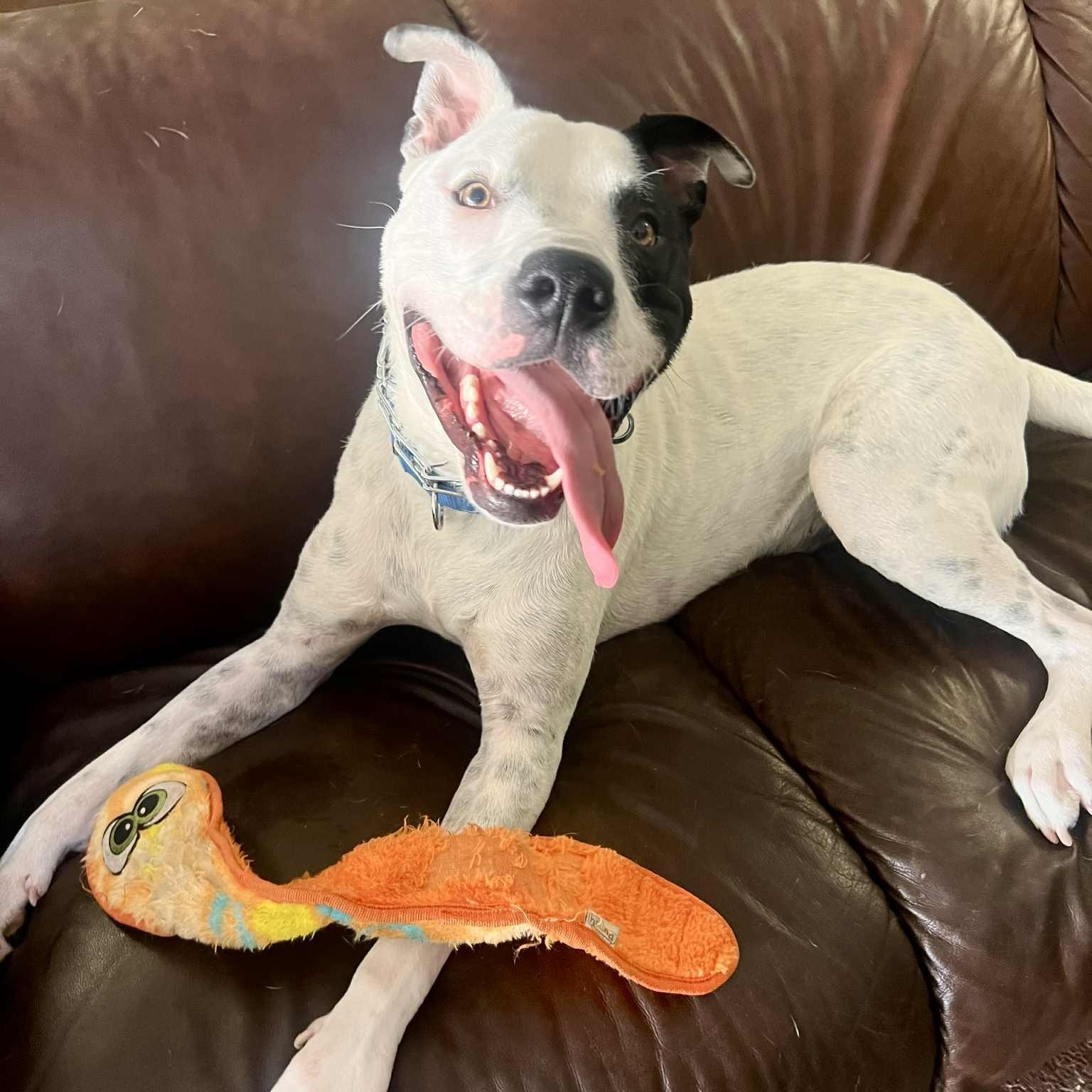 Buddy, a Adoptable mixed breed in Williston, VT image 2/6