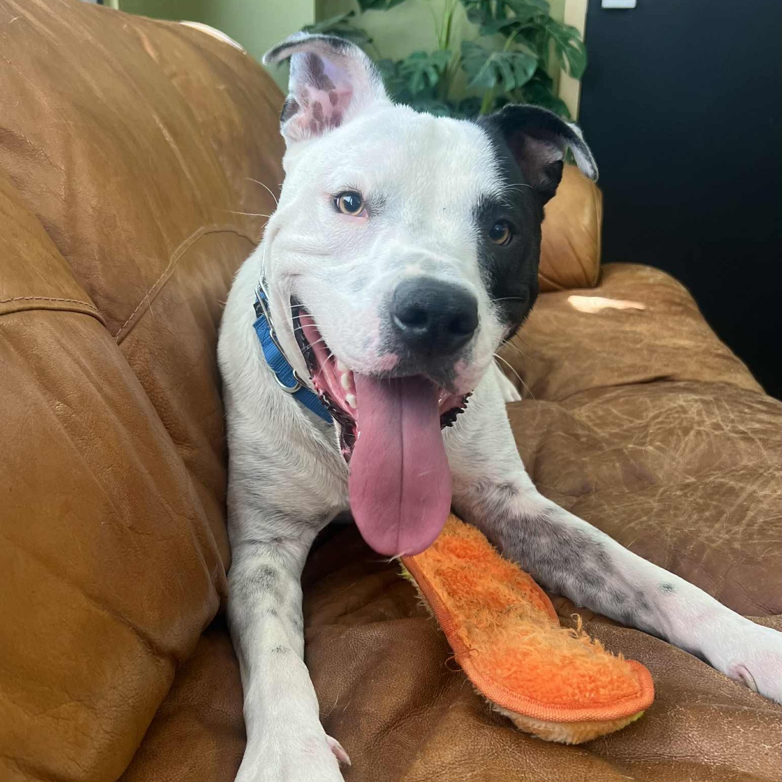 Buddy, a Adoptable mixed breed in Williston, VT image 4/6