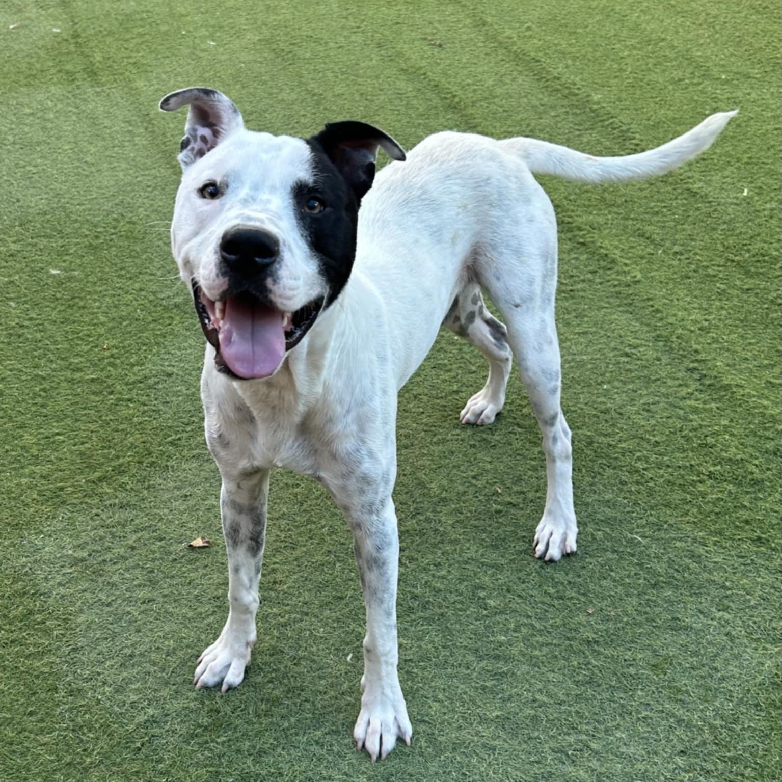 Buddy, a Adoptable mixed breed in Williston, VT image 3/6