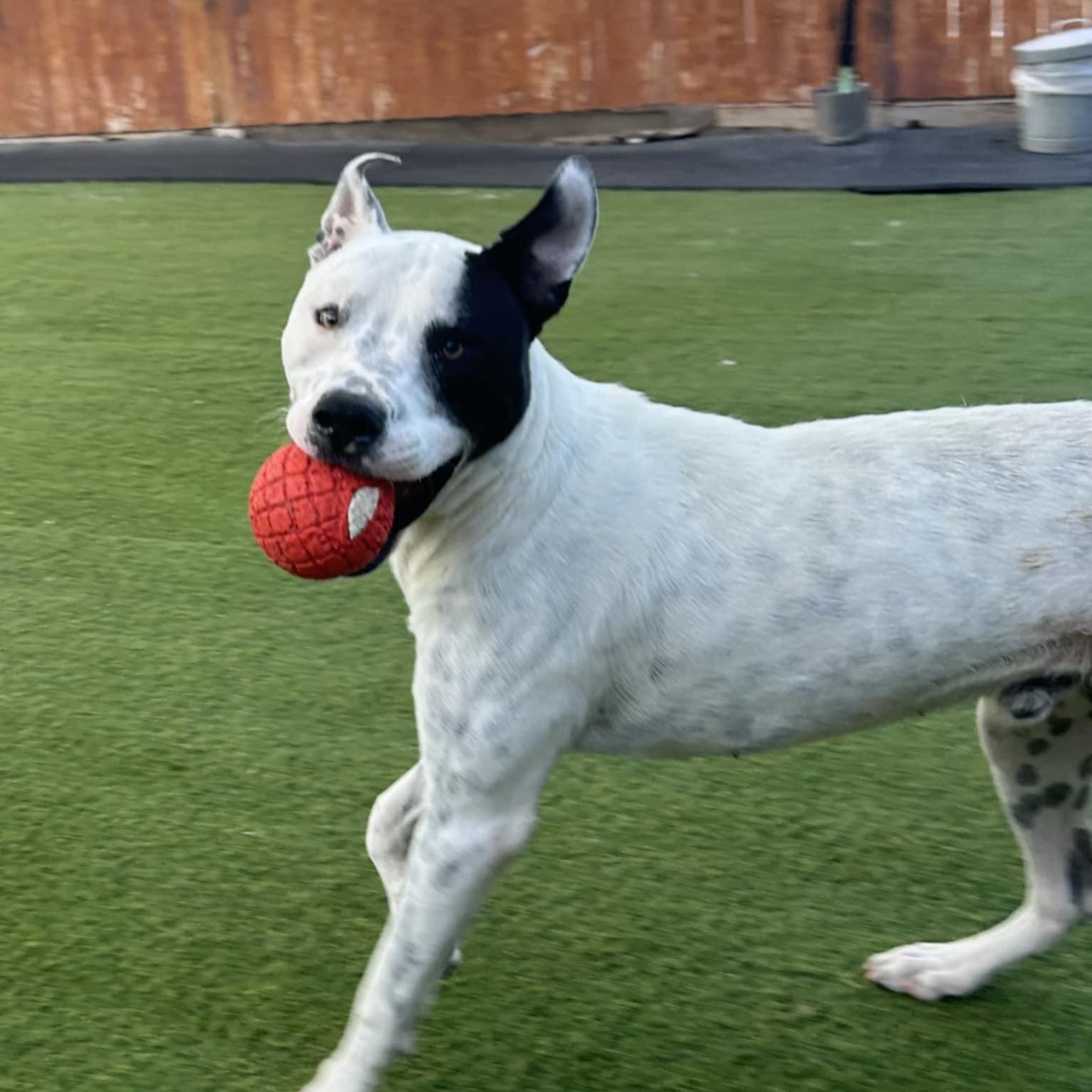 Buddy, Adoptable, Young Male American Staffordshire Terrier.