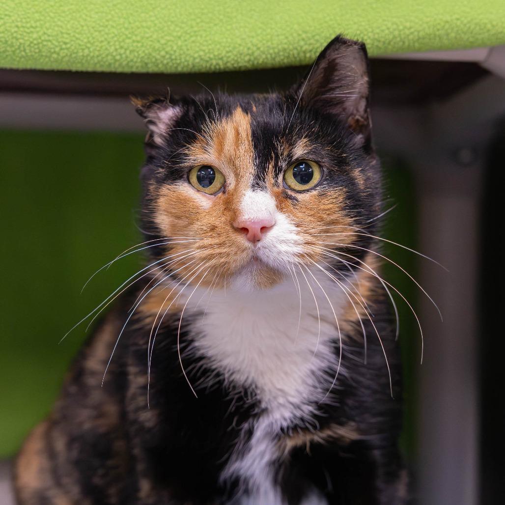 Peppermint, Adoptable, Adult Female Domestic Short Hair.