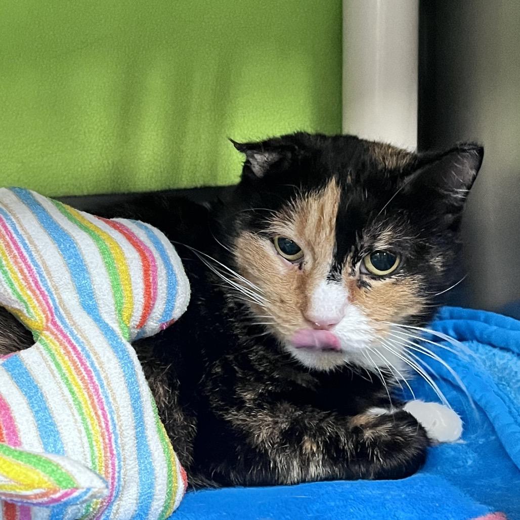 Enlarge Peppermint, a Adoptable Domestic Short Hair in Mentor, OH image 2/5