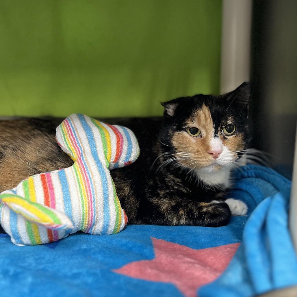 Enlarge Peppermint, a Adoptable Domestic Short Hair in Mentor, OH image 4/5