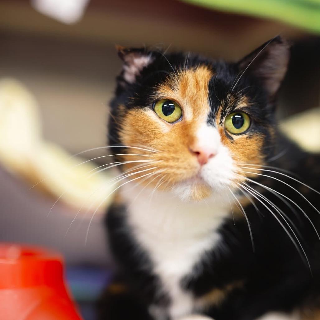 Enlarge Peppermint, a Adoptable Domestic Short Hair in Mentor, OH image 5/5