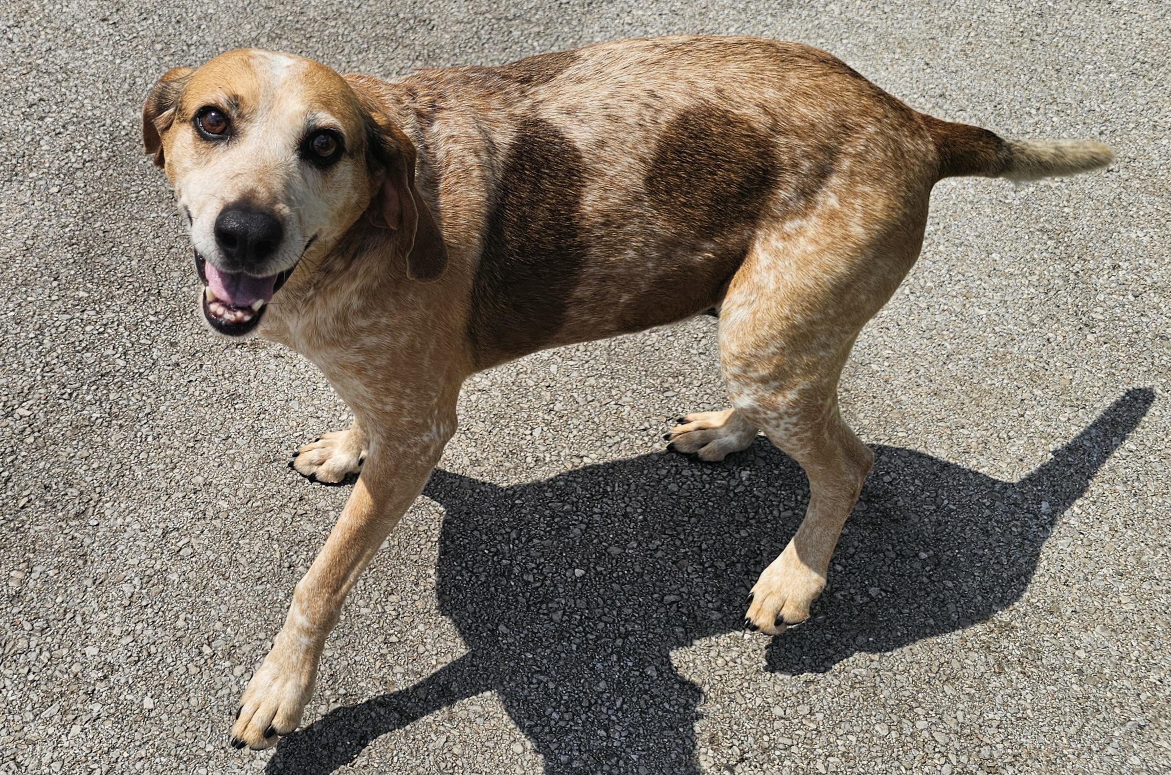 Enlarge Lizzy, a Adoptable Hound in Lexington, KY image 2/6