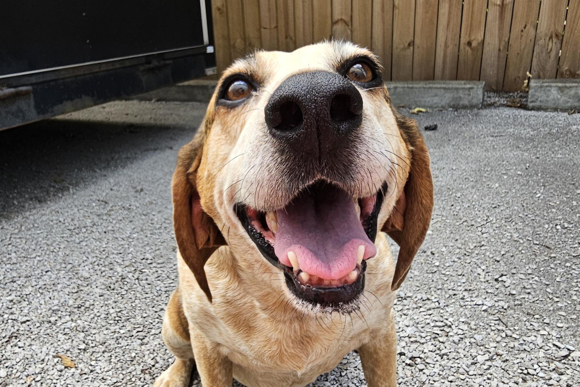 Enlarge Lizzy, a Adoptable Hound in Lexington, KY image 6/6