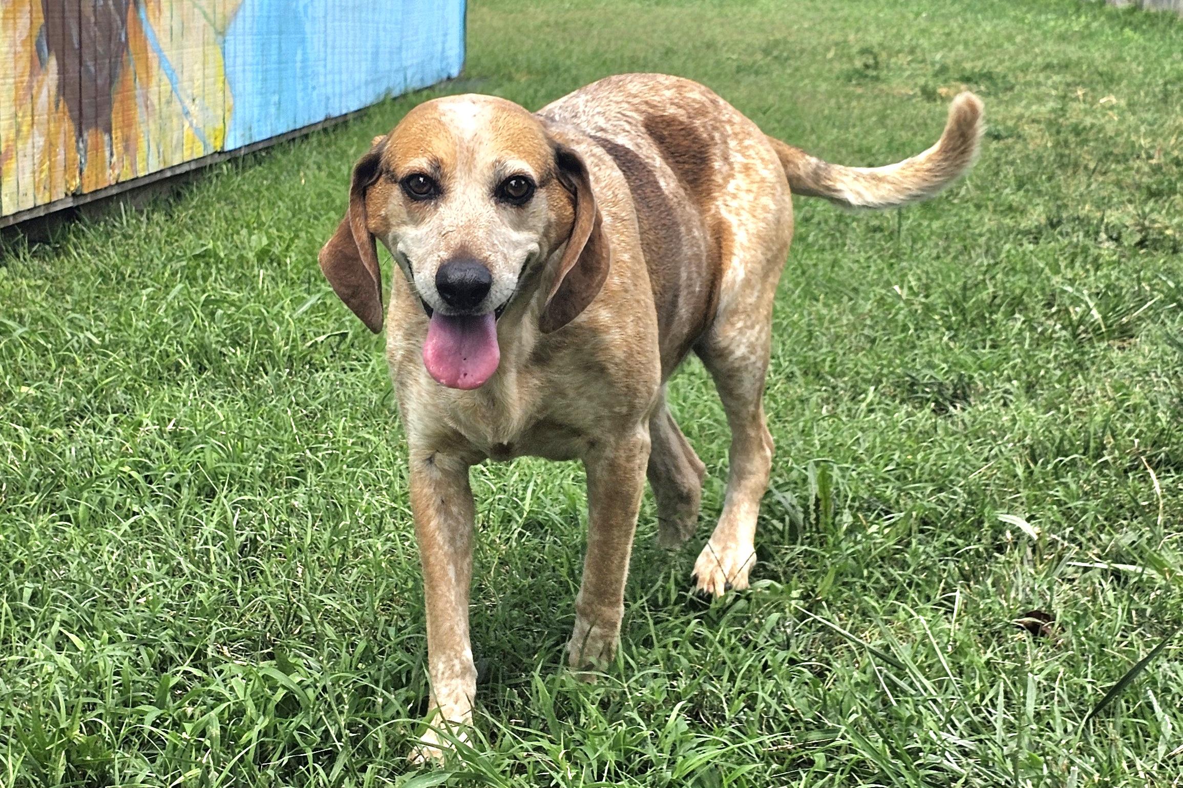 Enlarge Lizzy, a Adoptable Hound in Lexington, KY image 4/6