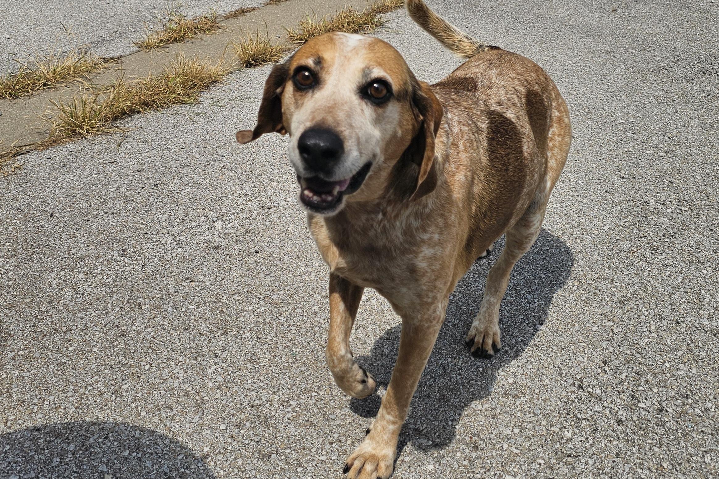 Enlarge Lizzy, a Adoptable Hound in Lexington, KY image 3/6