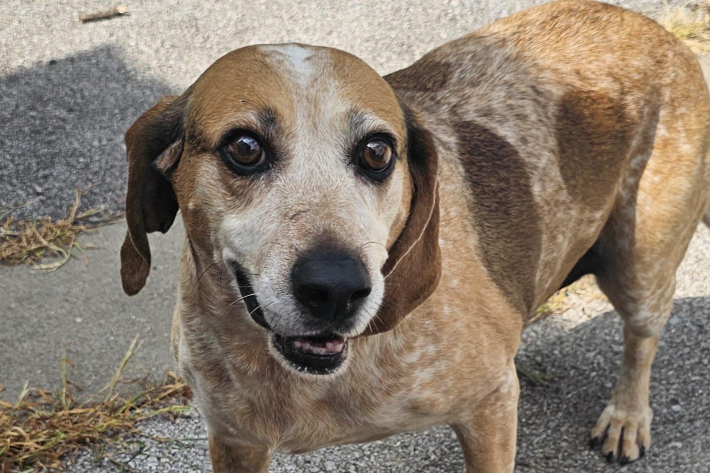 Enlarge Lizzy, a Adoptable Hound in Lexington, KY image 1/6