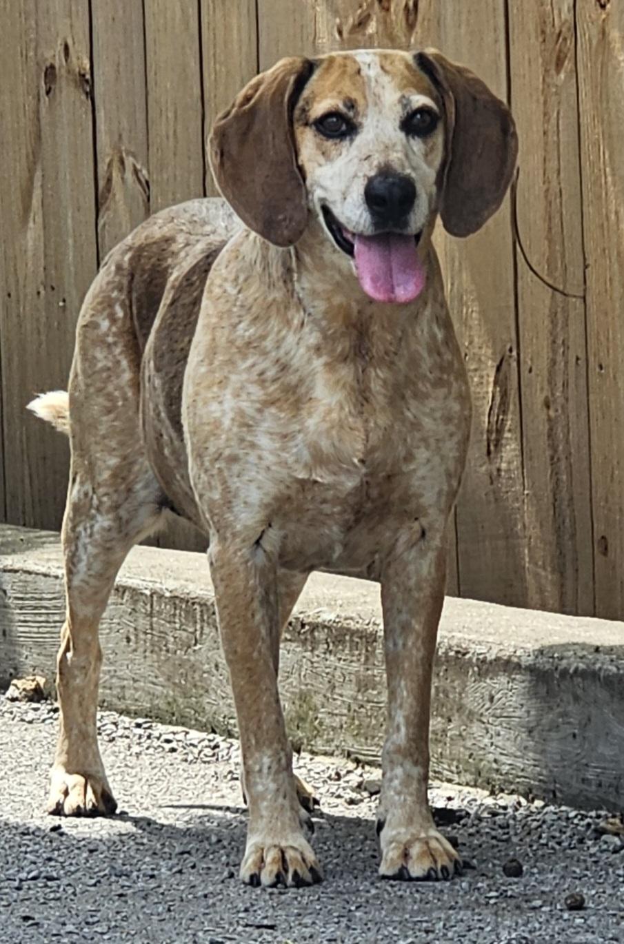 Enlarge Lizzy, a Adoptable Hound in Lexington, KY image 5/6