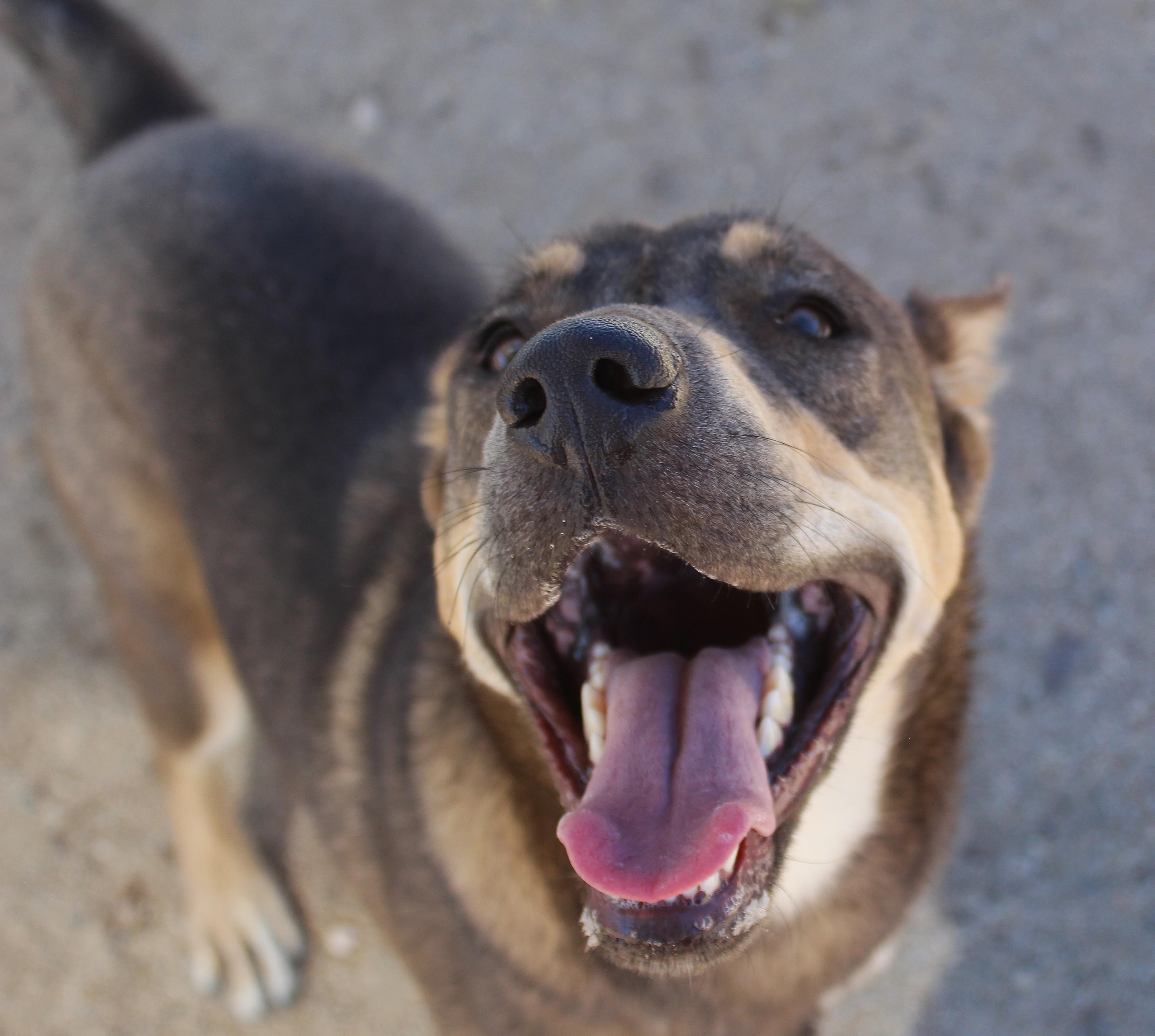 Enlarge Evie, a Adoptable mixed breed in Yucca Valley, CA image 3/6