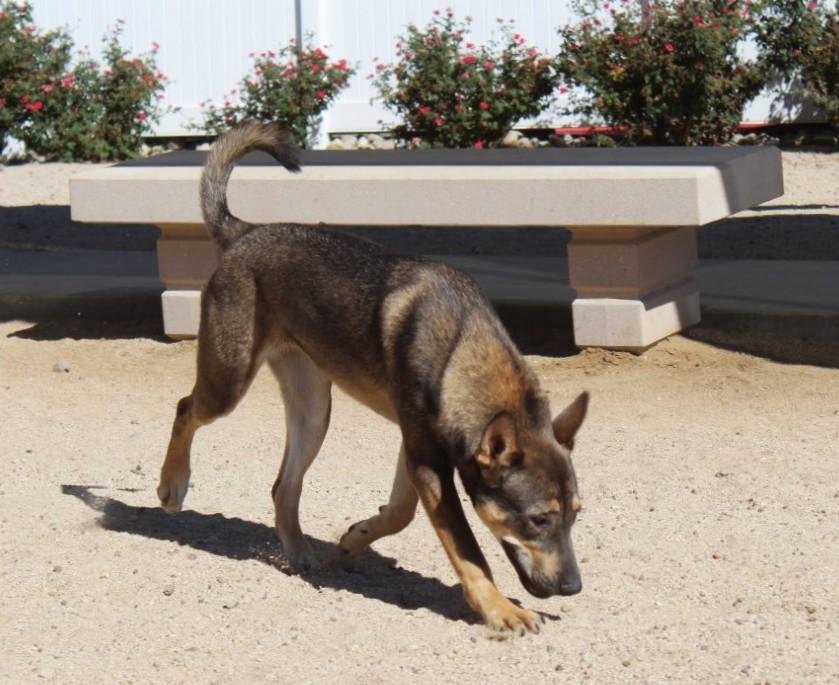 Enlarge Evie, a Adoptable mixed breed in Yucca Valley, CA image 6/6