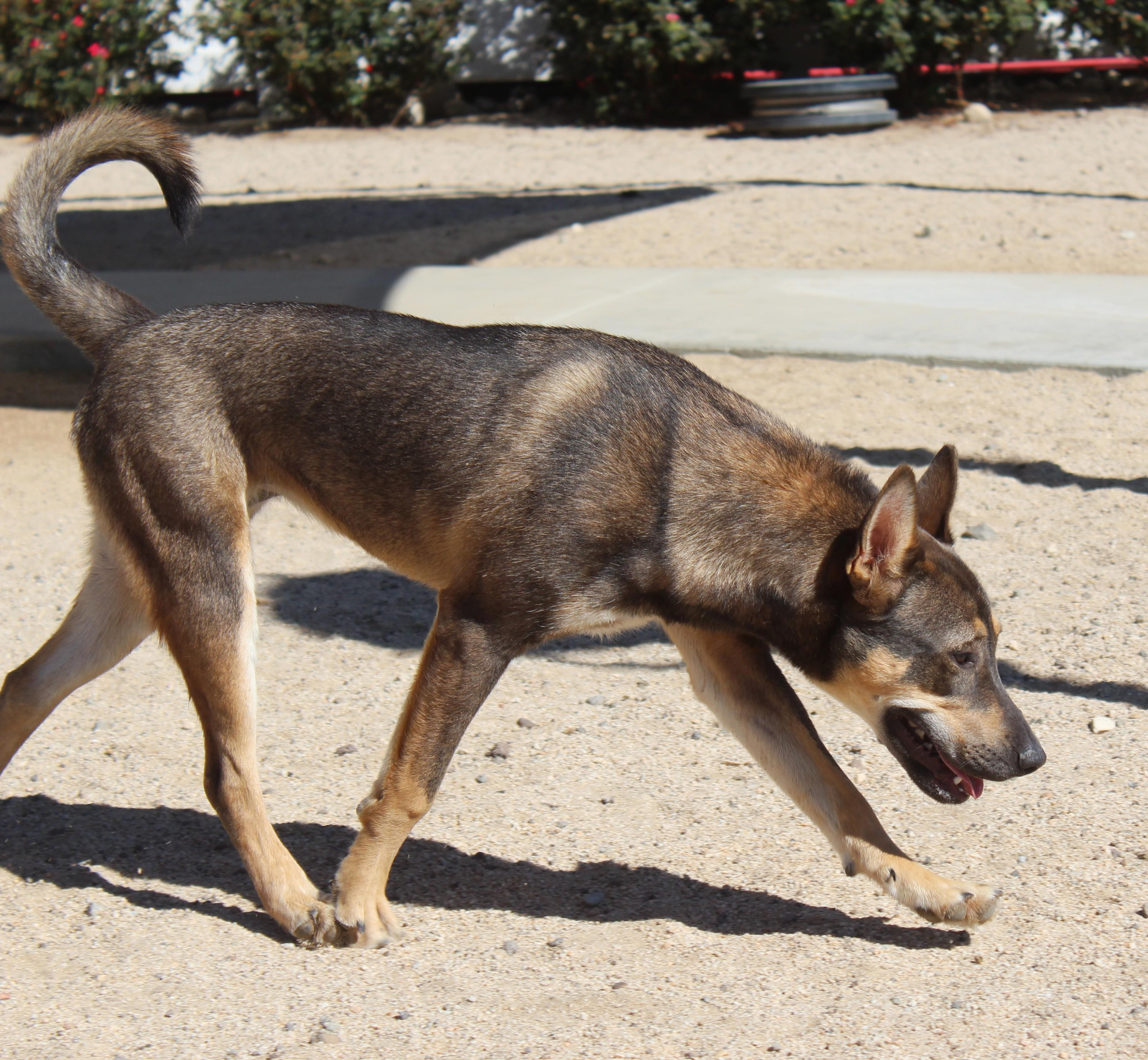 Enlarge Evie, a Adoptable mixed breed in Yucca Valley, CA image 2/6