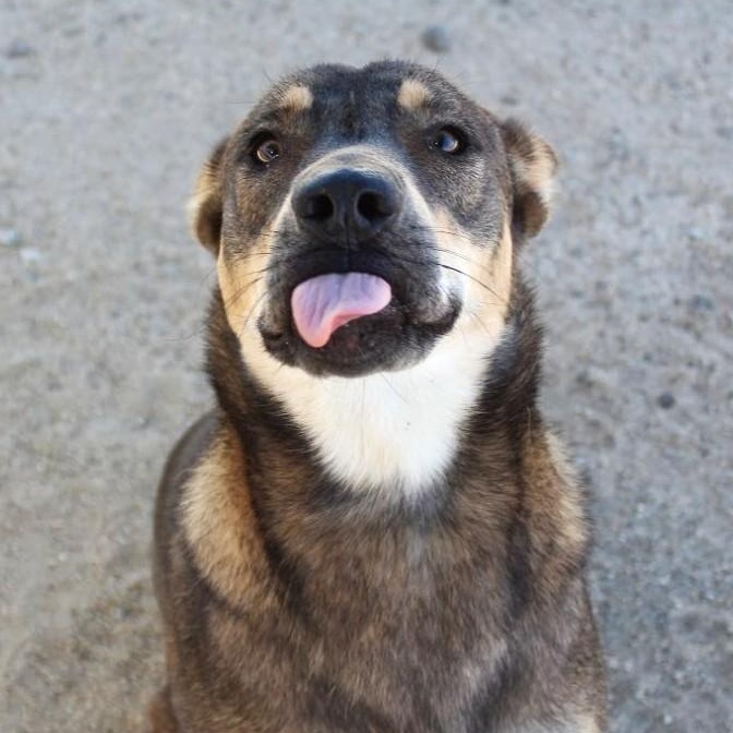 Evie, Adoptable, Young Female Shepherd.