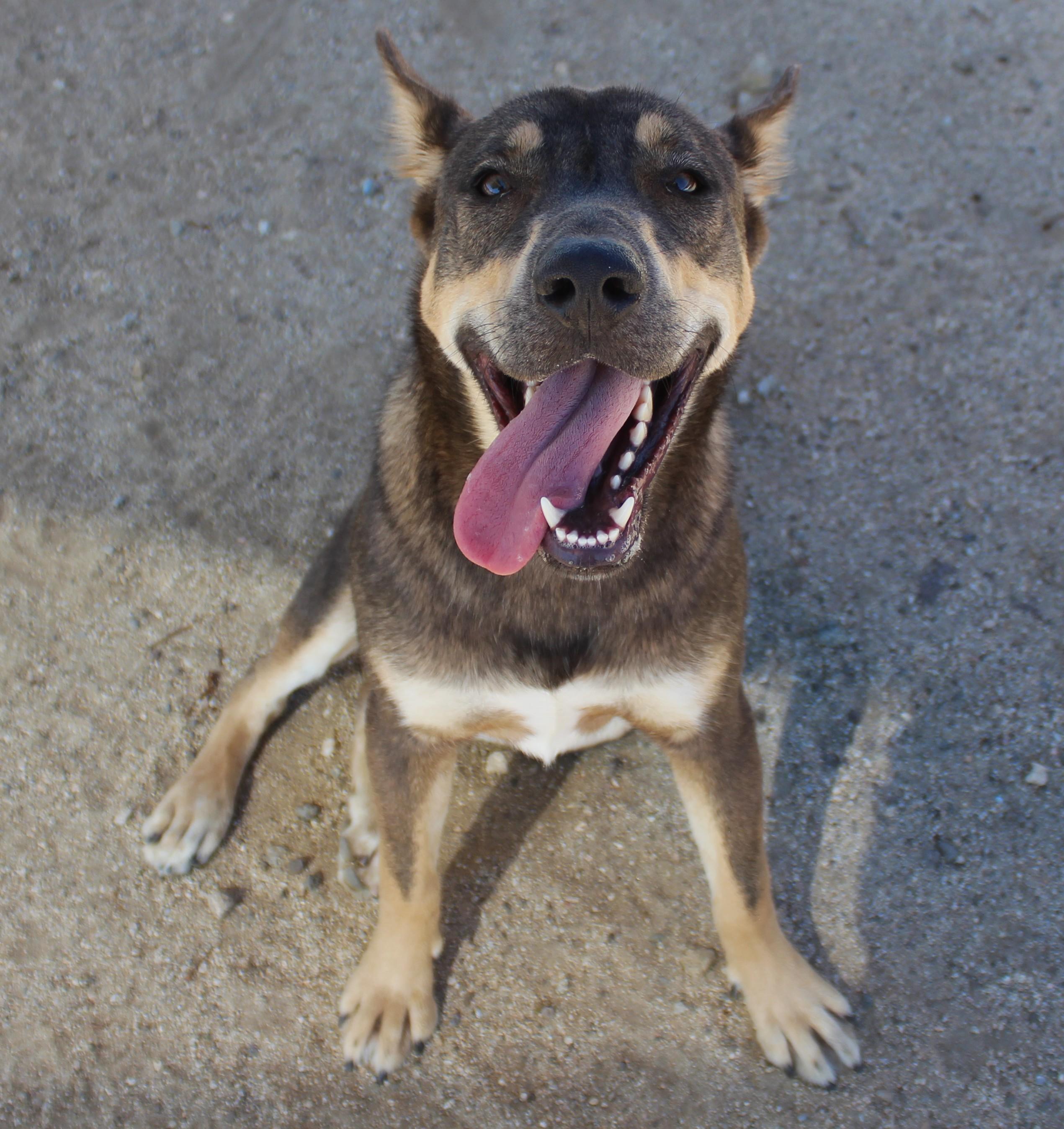 Enlarge Evie, a Adoptable mixed breed in Yucca Valley, CA image 4/6