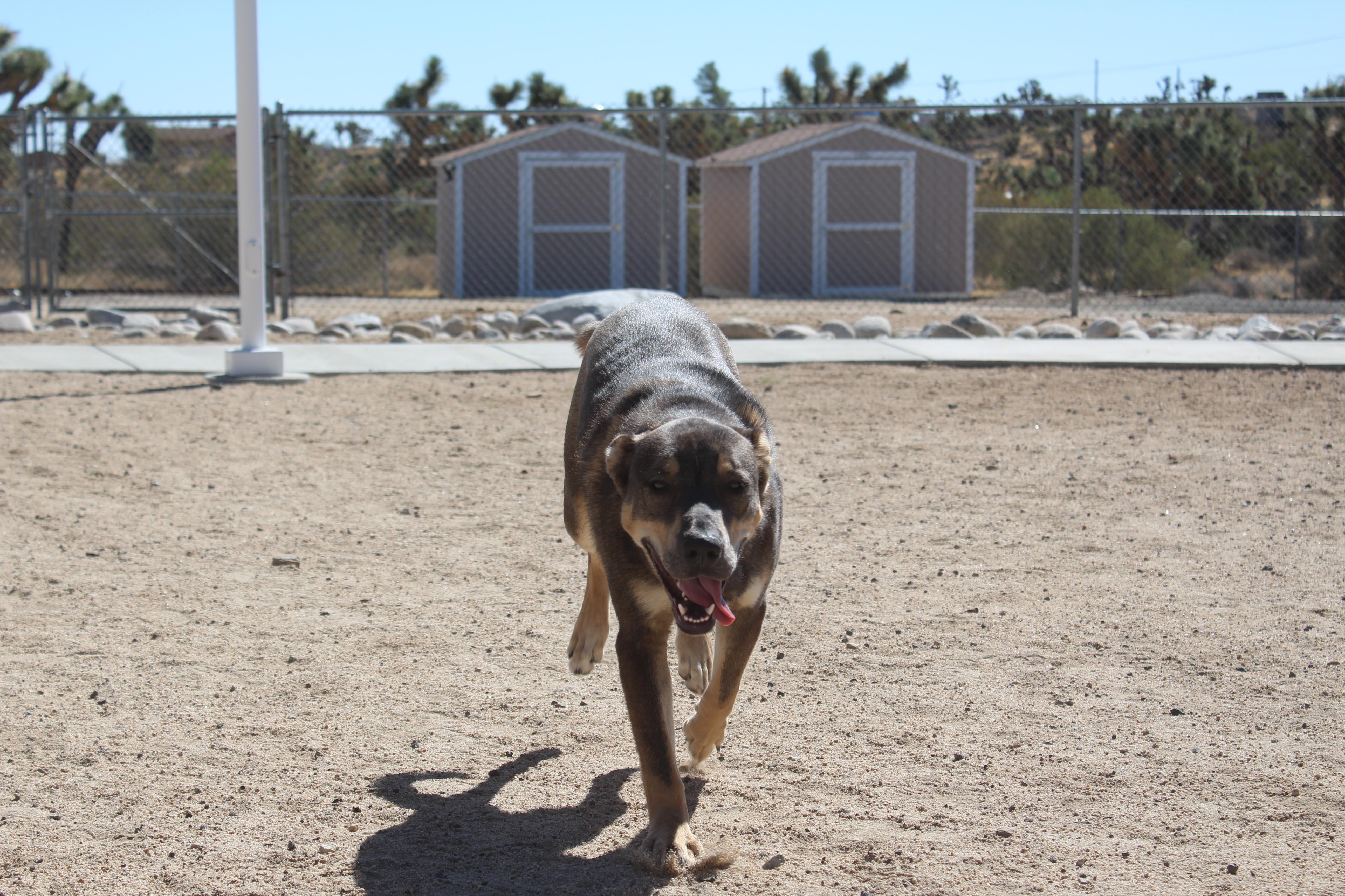 Enlarge Evie, a Adoptable mixed breed in Yucca Valley, CA image 5/6