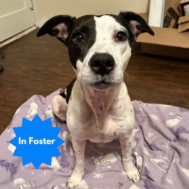 NINA, Adoptable, Adult Female Pit Bull Terrier.