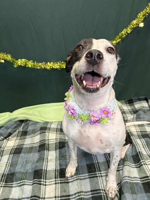 NINA, Adoptable, Adult Female Pit Bull Terrier.