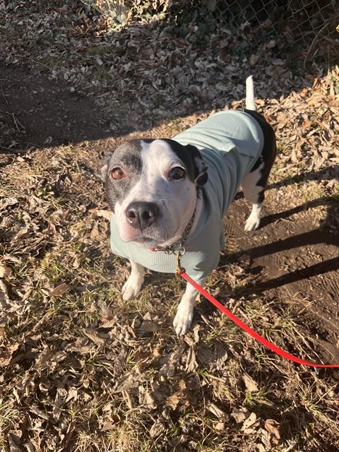Enlarge NINA, a Adoptable Pit Bull Terrier in Indianapolis, IN image 1/1