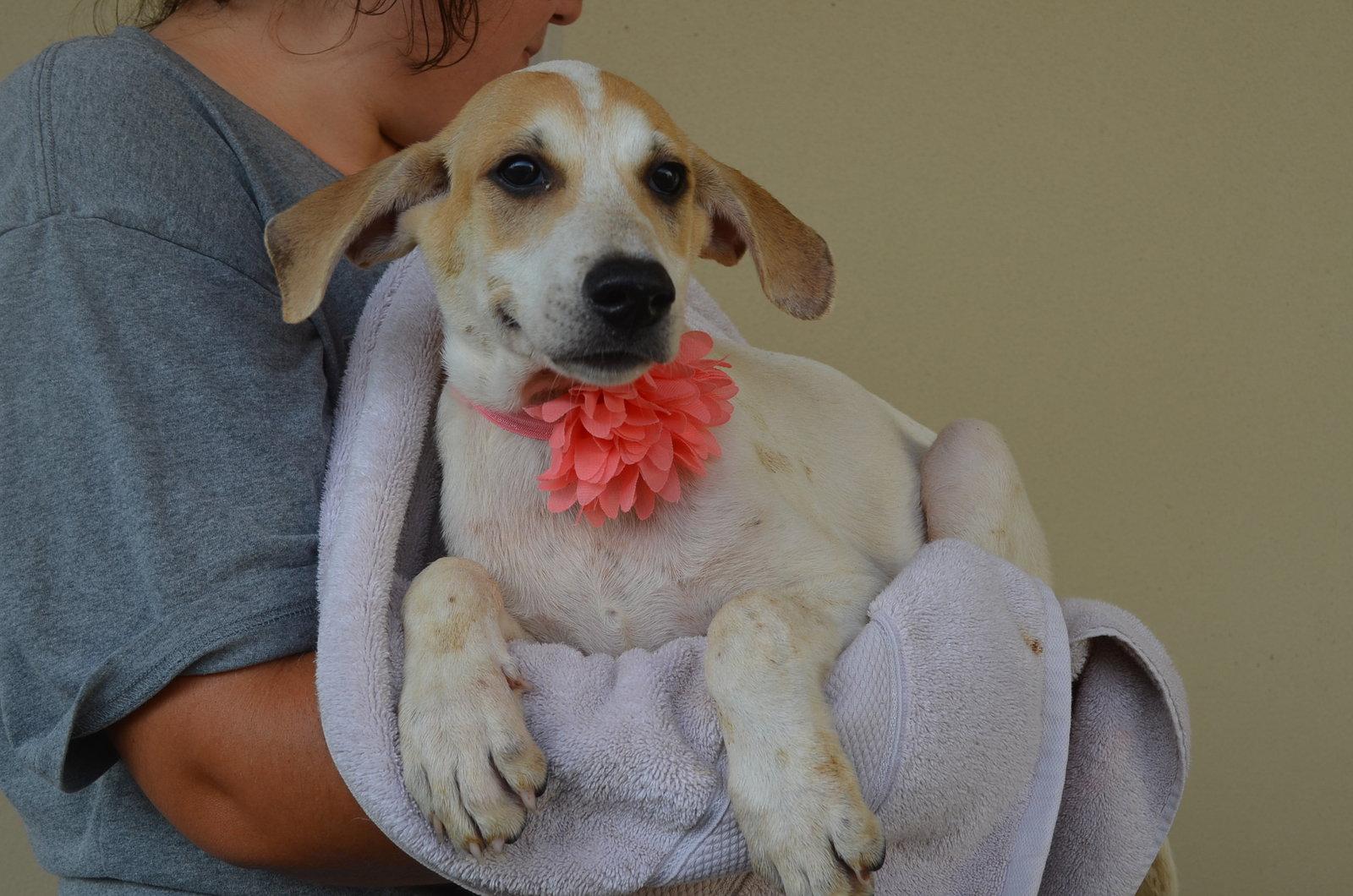 Enlarge Excel, a Adopted Hound in McKinney, TX image 2/3