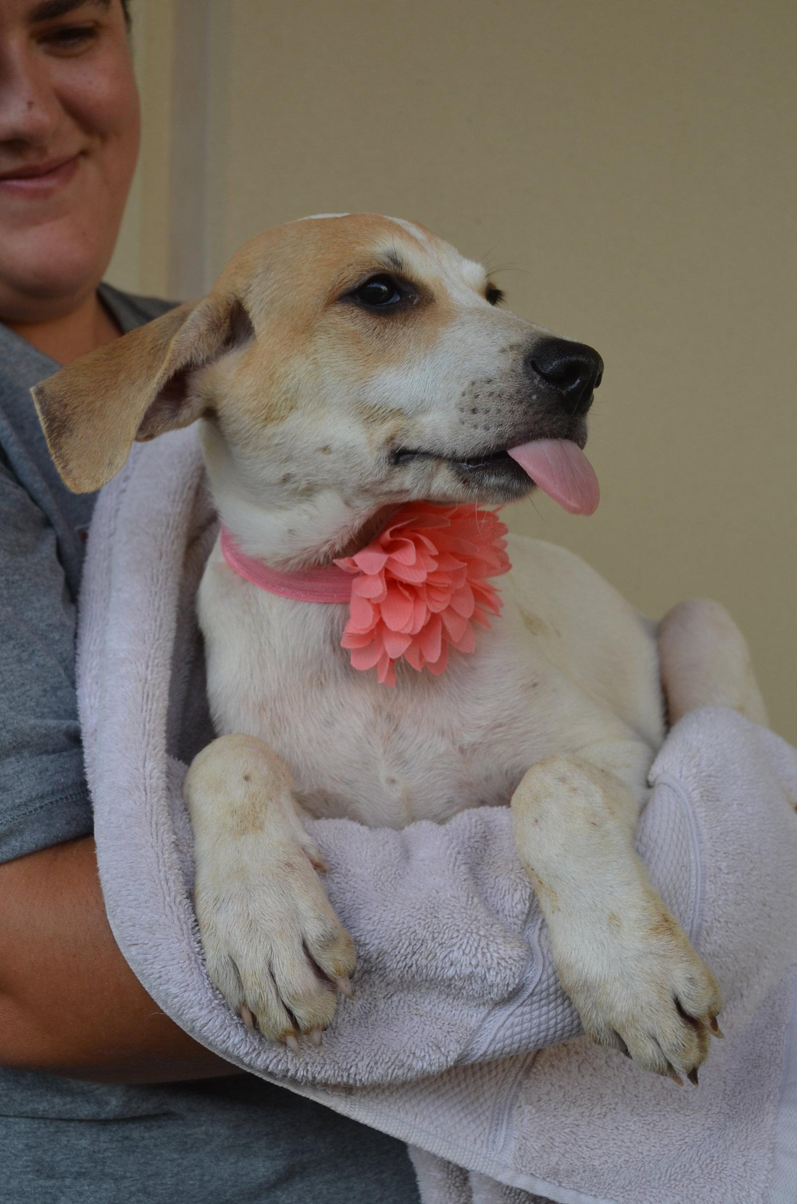 Enlarge Excel, a Adopted Hound in McKinney, TX image 3/3