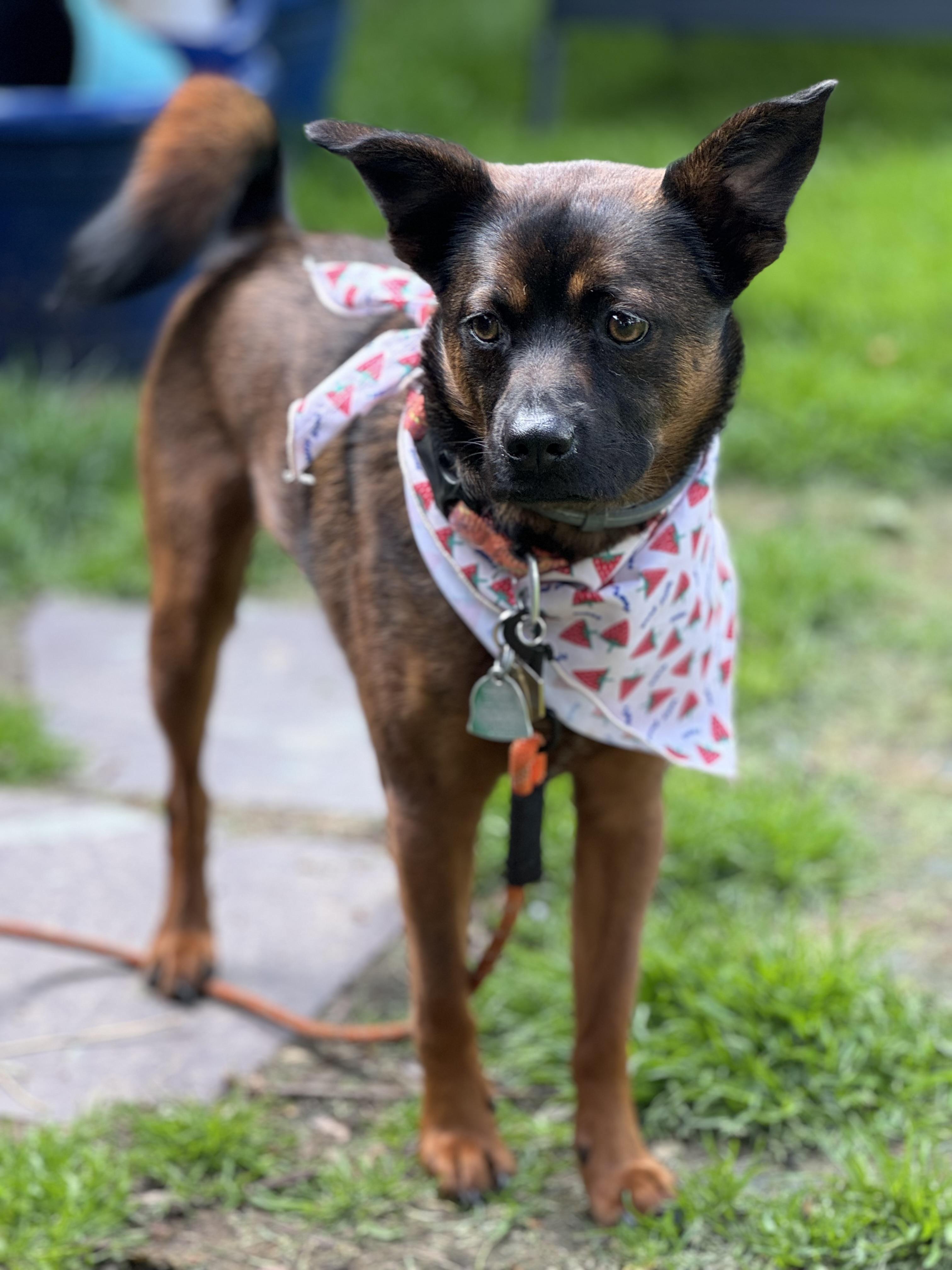 Franklin, a ADOPTABLE mixed breed in Rochester, NY image 2/2